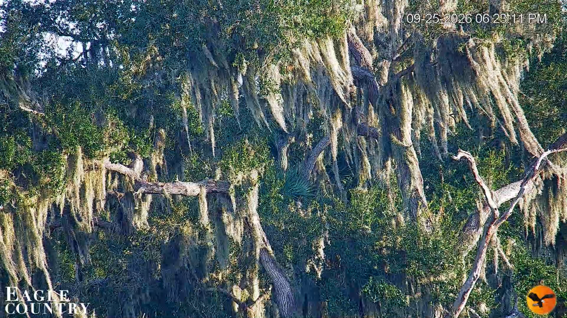Snapshot of Southwest Florida River Wildlife Live Cams taken Sep 25, 2026, 6:24pm EDT