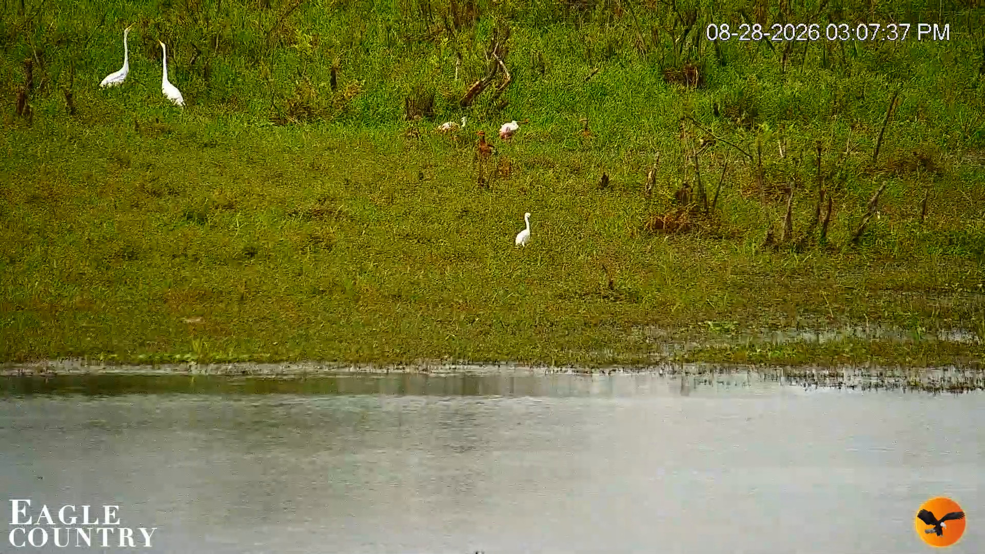 Snapshot of Southwest Florida River Wildlife Live Cams taken Aug 28, 2026, 3:09pm EDT