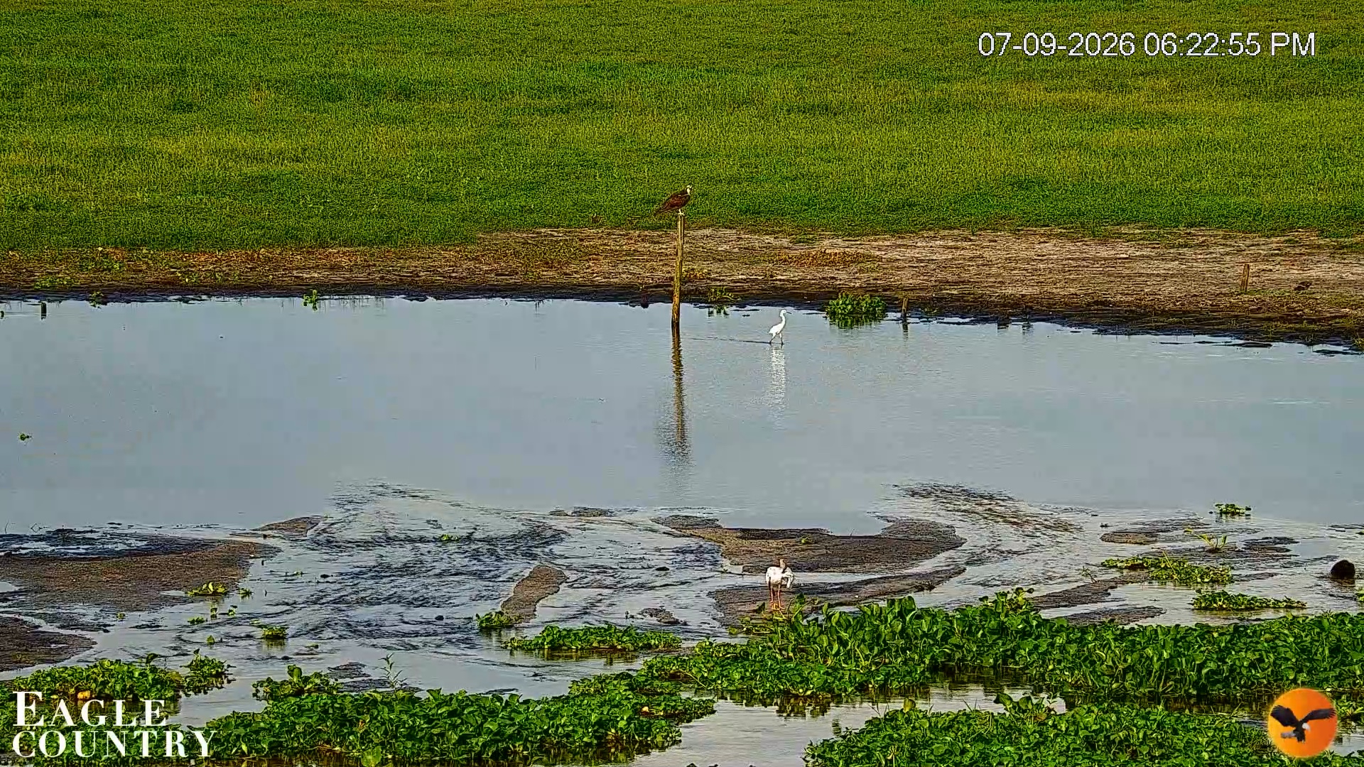 Snapshot of Southwest Florida River Wildlife Live Cams taken Jul 9, 2026, 7:31pm EDT