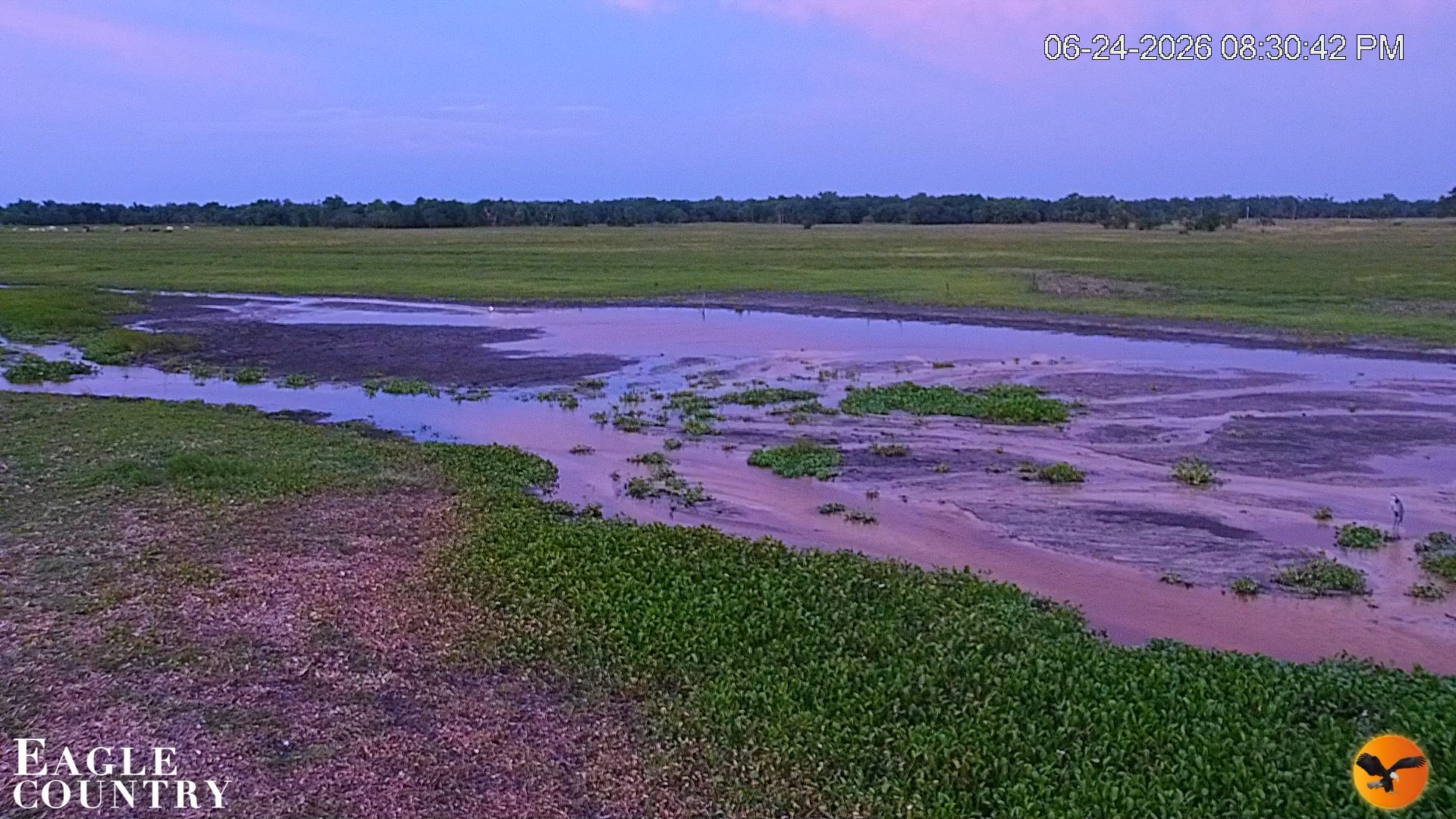 Snapshot of Southwest Florida River Wildlife Live Cams taken Jun 24, 2026, 8:31pm EDT