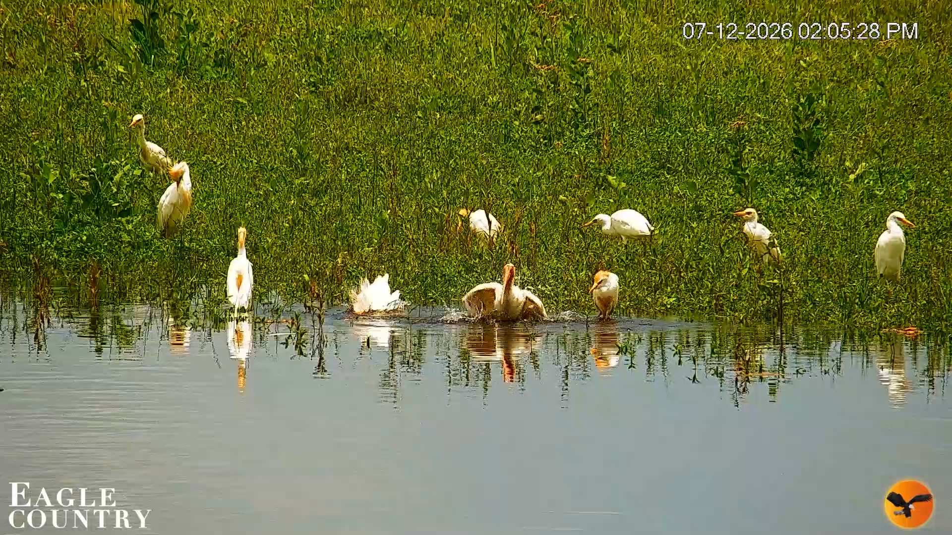 Snapshot of Southwest Florida River Wildlife Live Cams taken Jul 12, 2026, 2:07pm EDT
