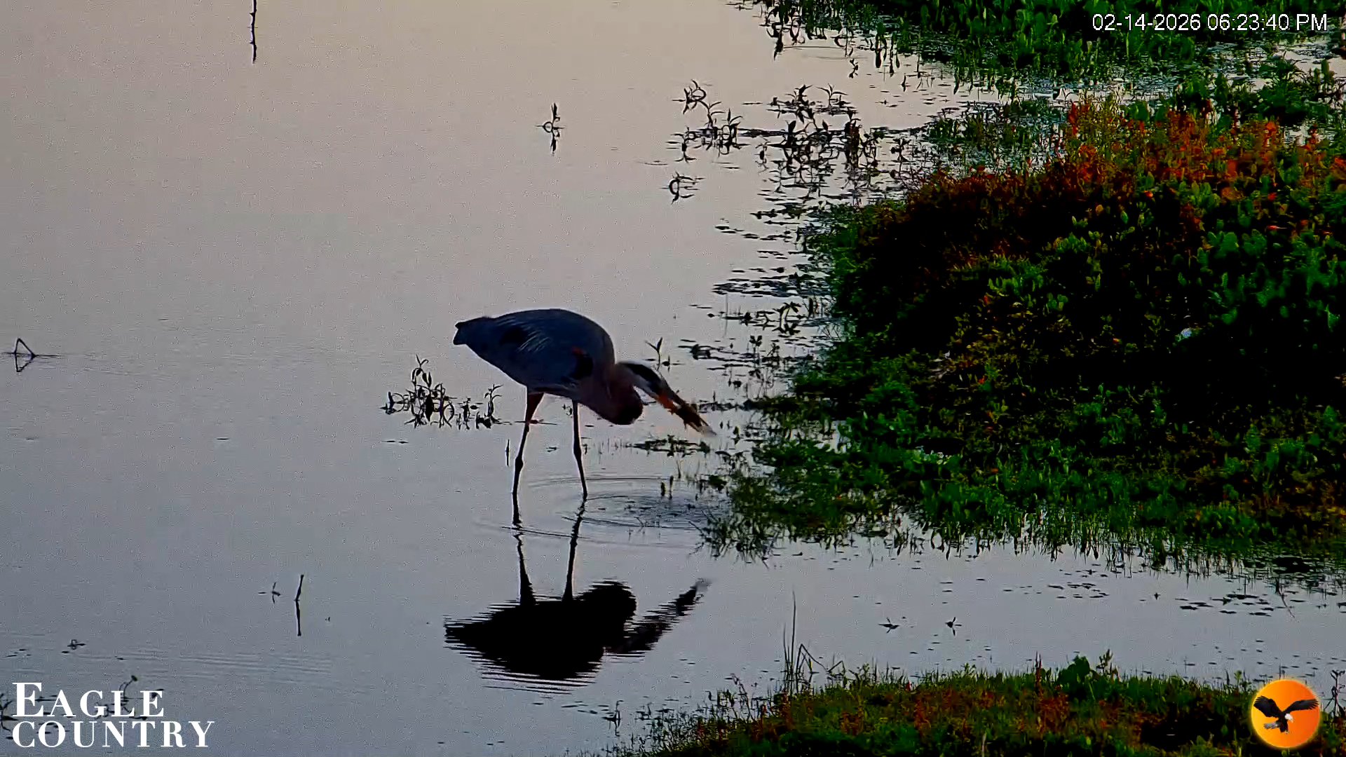 Snapshot of Southwest Florida River Wildlife Live Cams taken Feb 14, 2026, 6:24pm EST