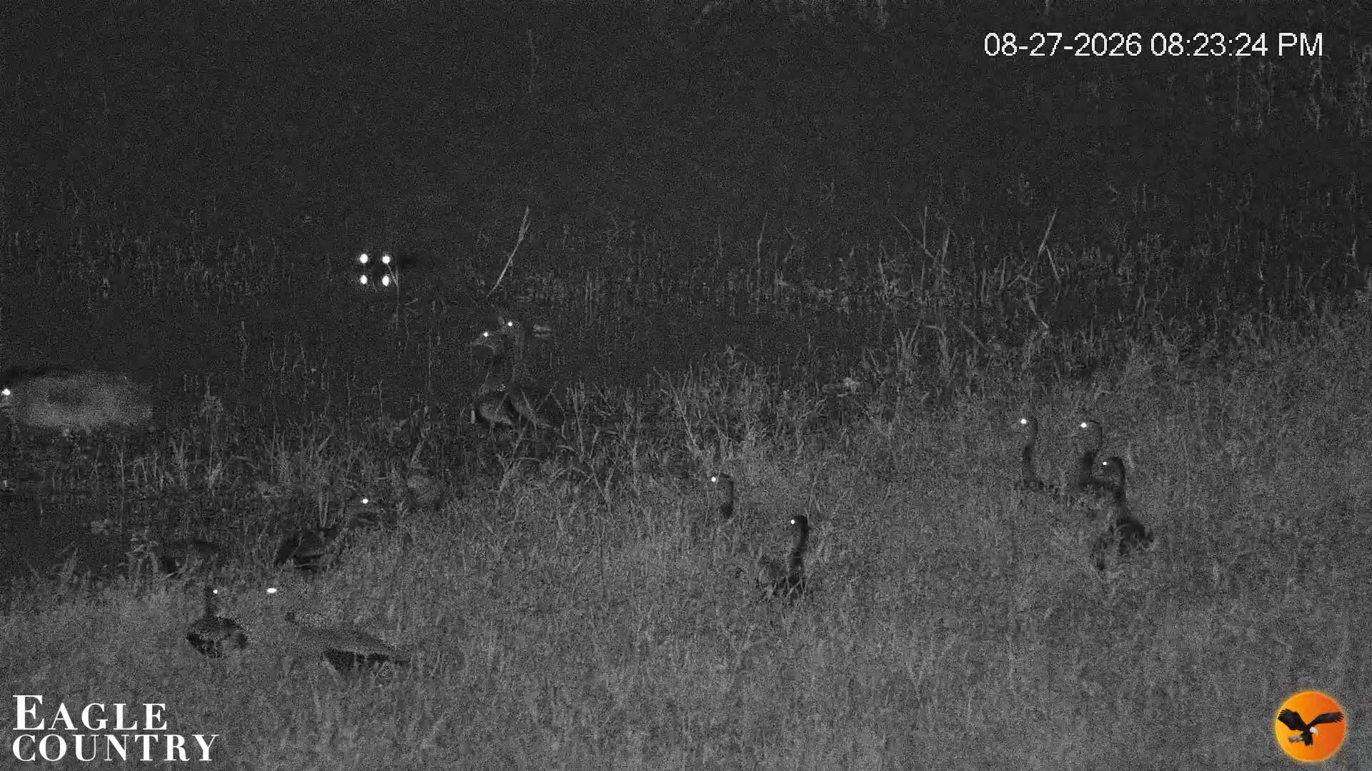 Snapshot of Southwest Florida River Wildlife Live Cams taken Aug 27, 2026, 8:24pm EDT