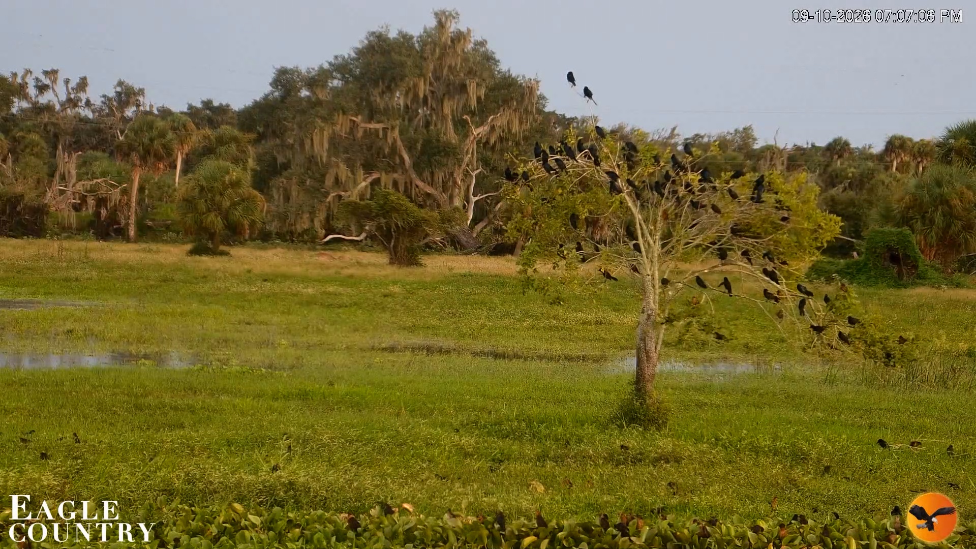 Snapshot of Southwest Florida River Wildlife Live Cams taken Sep 10, 2026, 7:07pm EDT