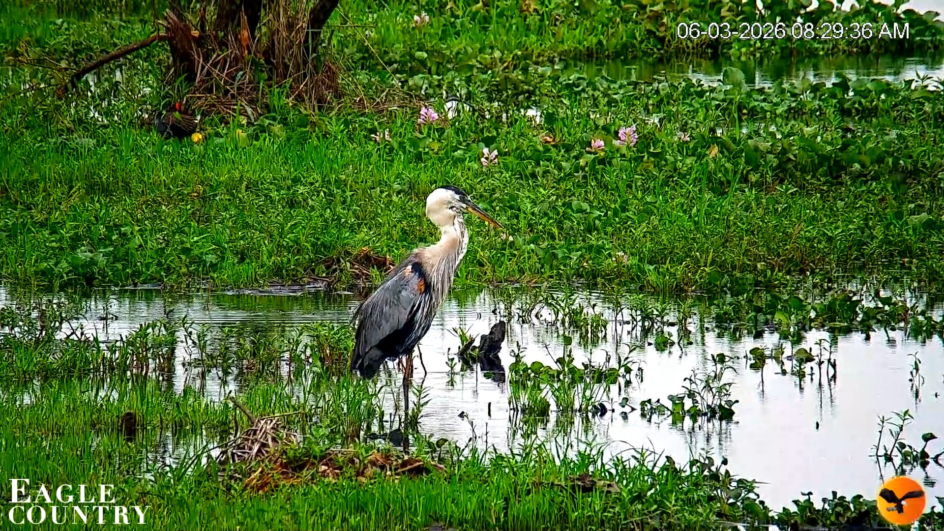 Snapshot of Southwest Florida River Wildlife Live Cams taken Jun 3, 2026, 8:30am EDT