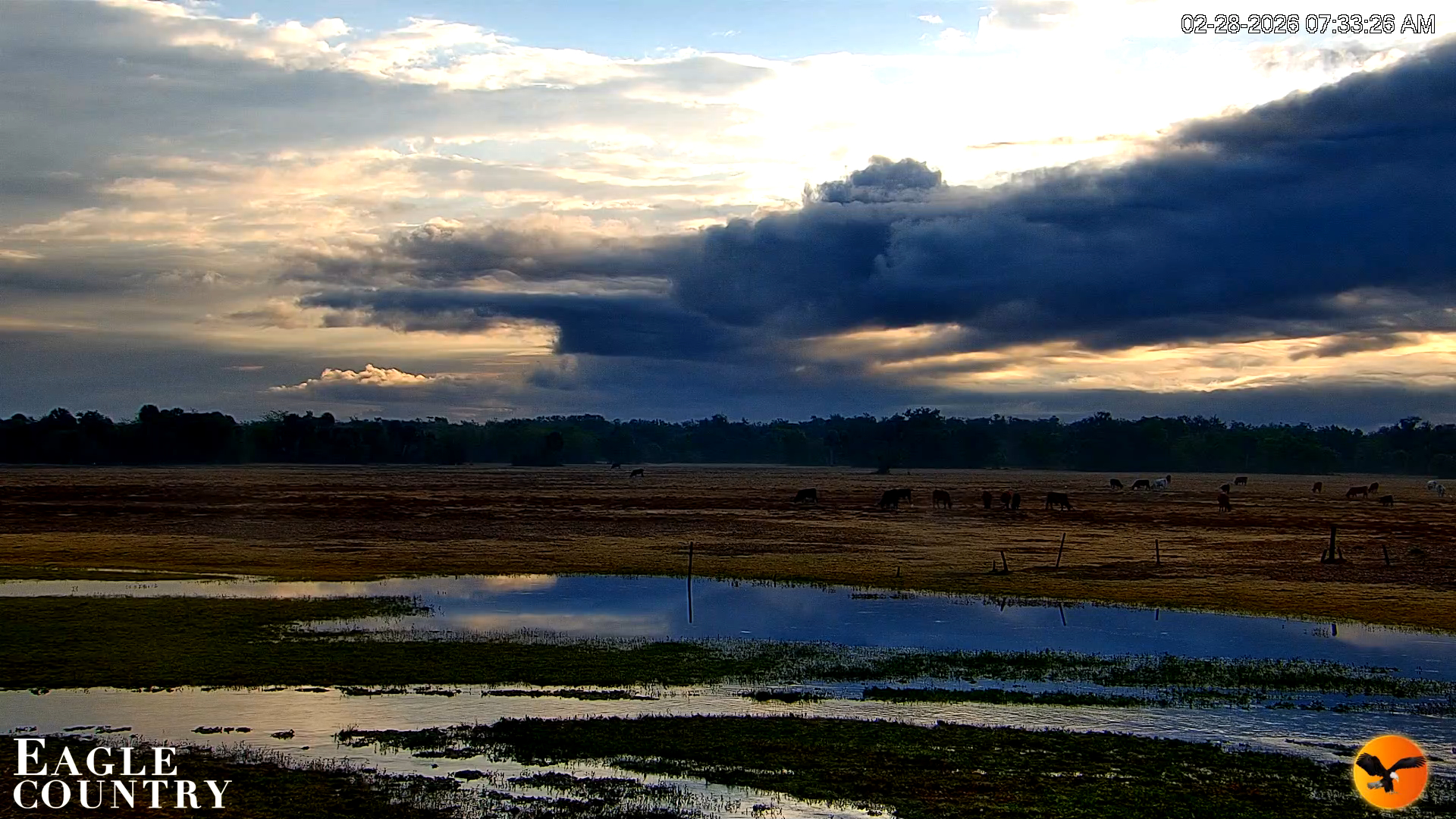 Snapshot of Southwest Florida River Wildlife Live Cams taken Feb 28, 2026, 7:34am EST