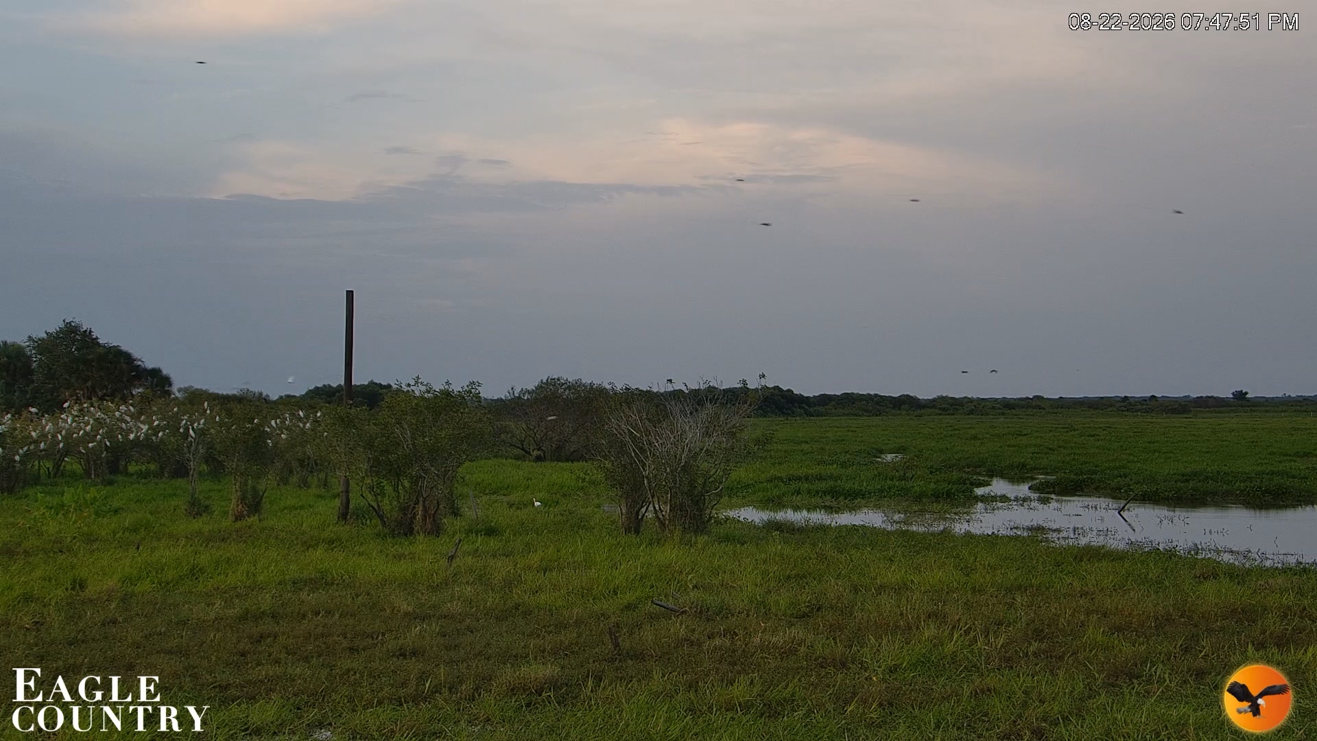 Snapshot of Southwest Florida River Wildlife Live Cams taken Aug 22, 2026, 7:48pm EDT