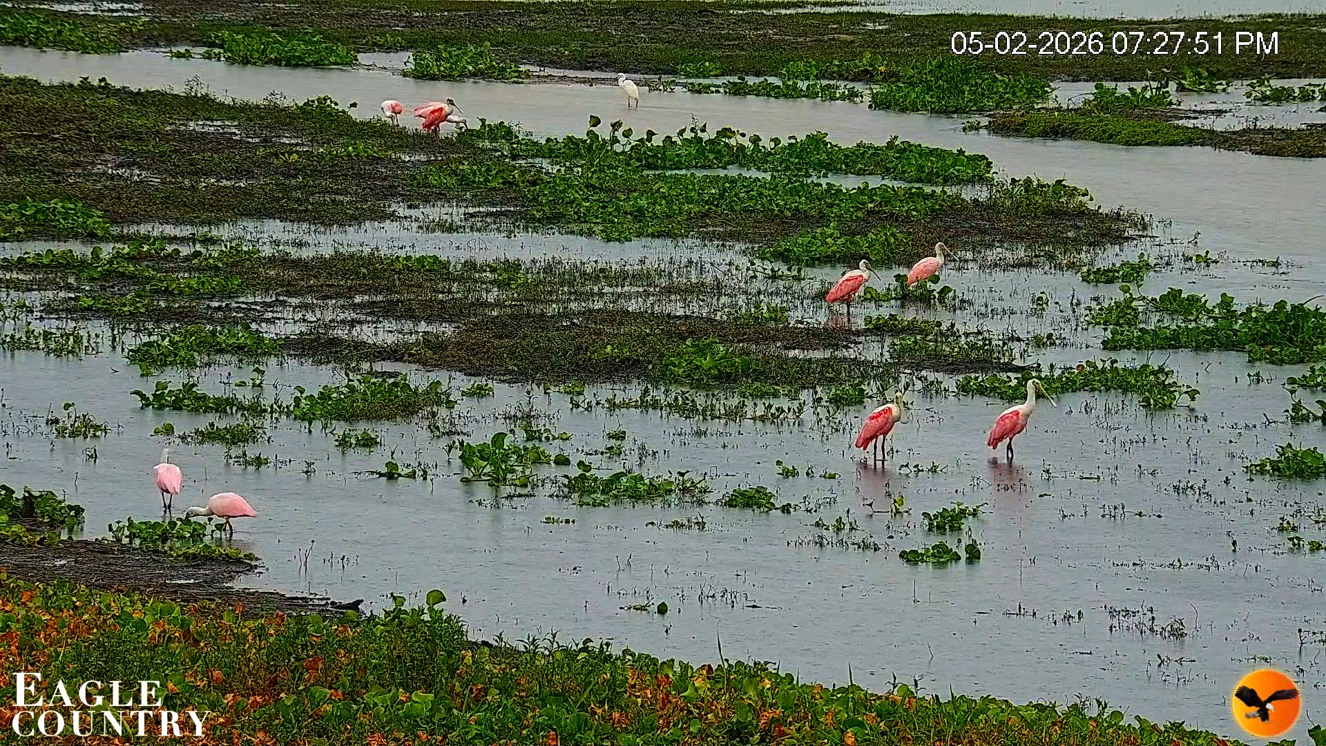 Snapshot of Southwest Florida River Wildlife Live Cams taken May 2, 2026, 7:44pm EDT