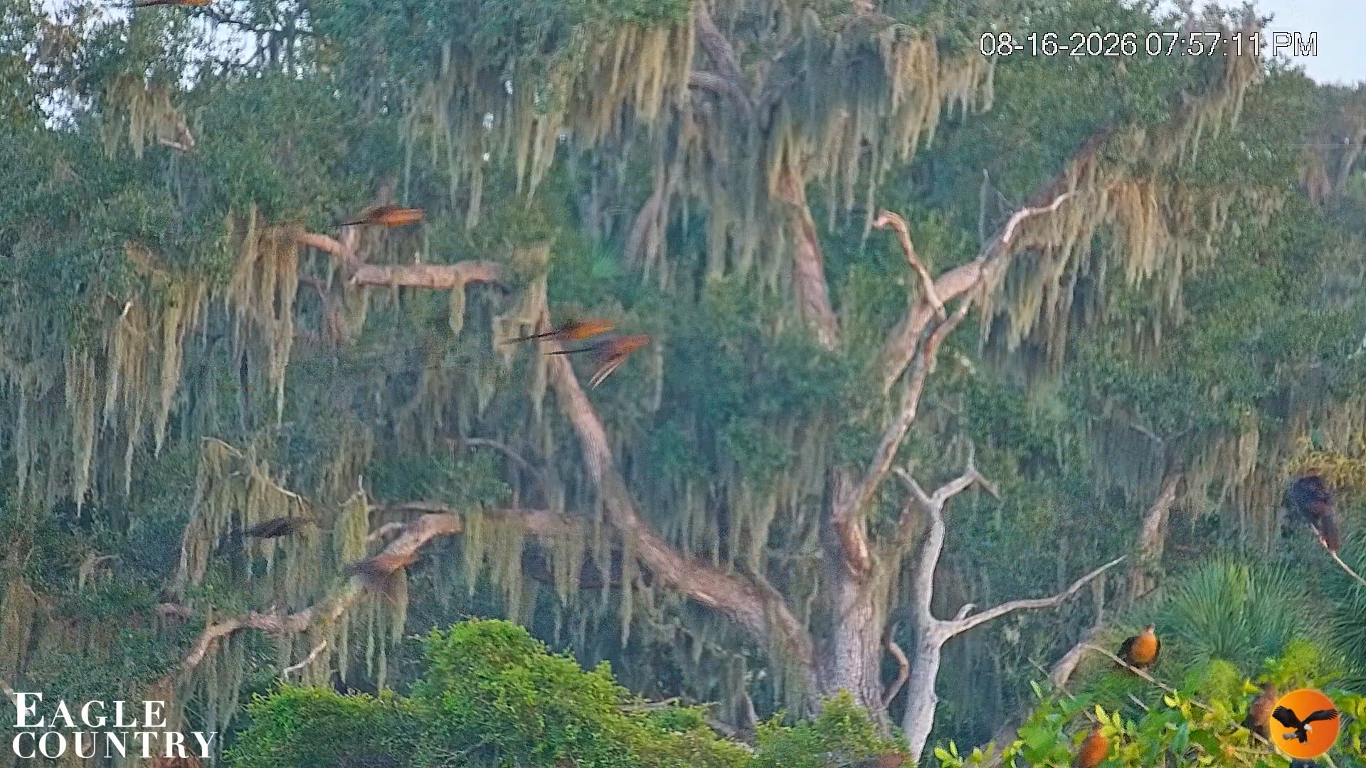 Snapshot of Southwest Florida River Wildlife Live Cams taken Aug 16, 2026, 7:57pm EDT
