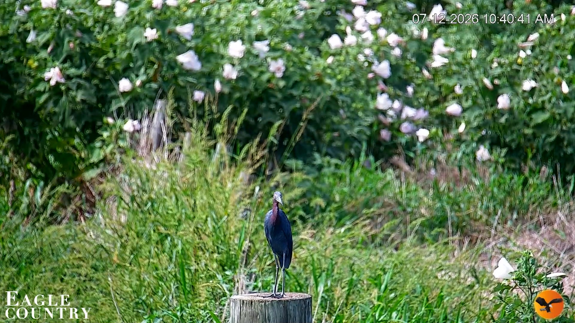 Snapshot of Southwest Florida River Wildlife Live Cams taken Jul 12, 2026, 10:41am EDT