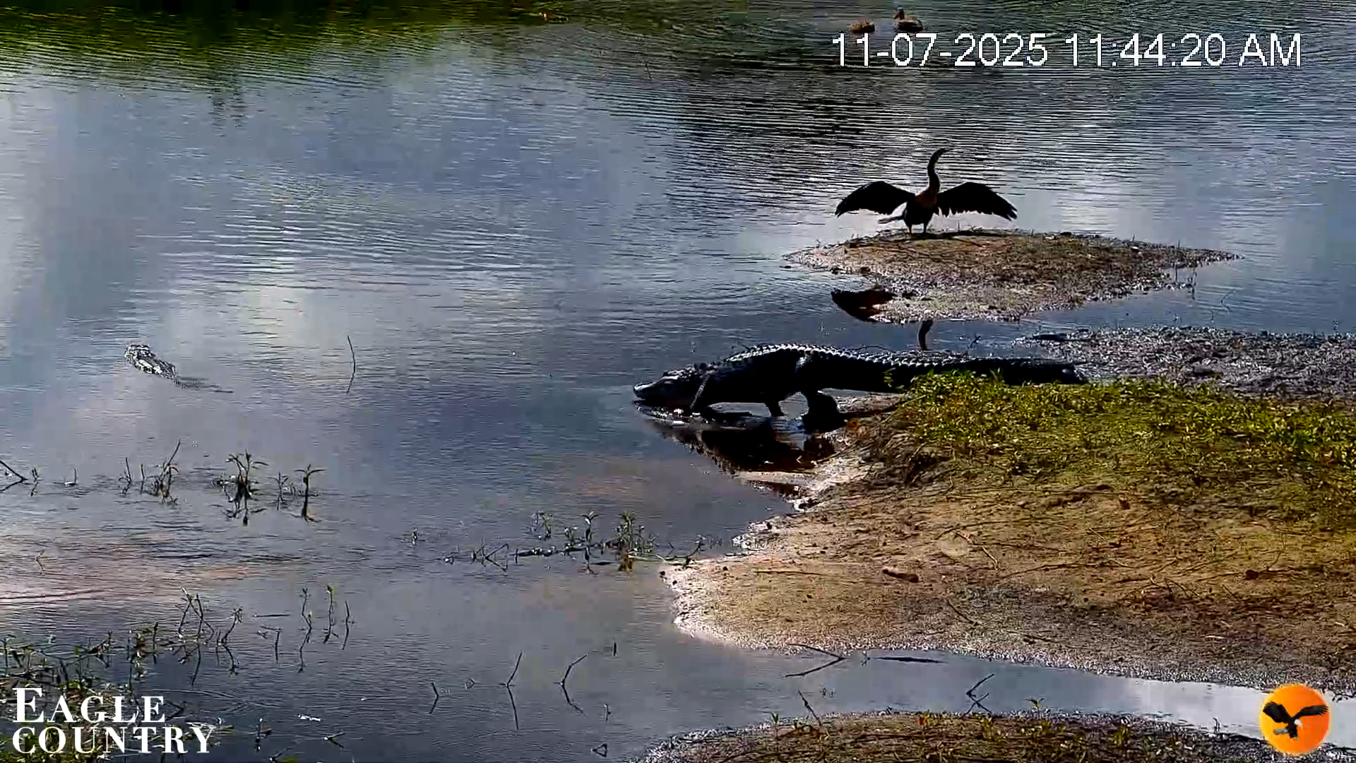 Snapshot of Southwest Florida River Wildlife Live Cams taken Nov 7, 2025, 2:12pm EST
