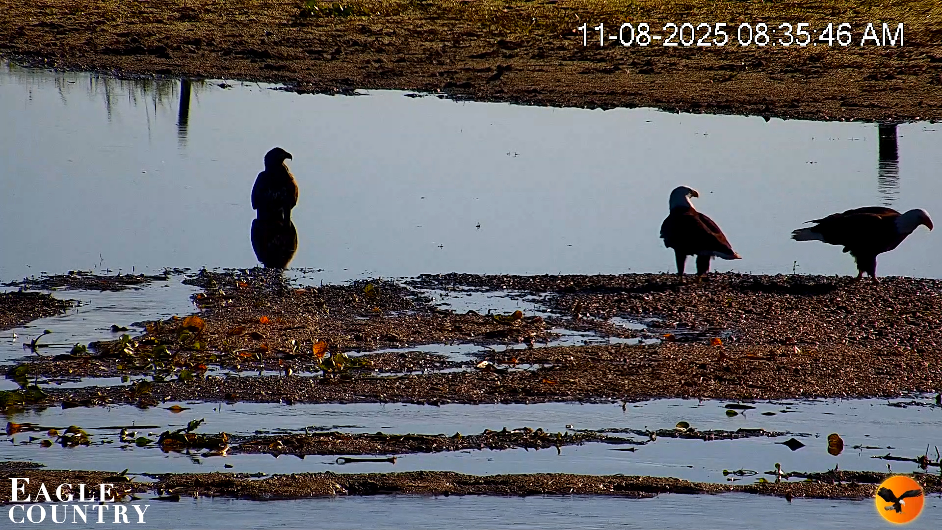 Snapshot of Southwest Florida River Wildlife Live Cams taken Nov 8, 2025, 8:50am EST