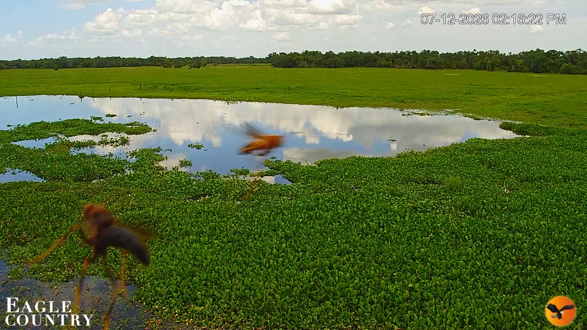 Snapshot of Southwest Florida River Wildlife Live Cams taken Jul 12, 2026, 5:39pm EDT