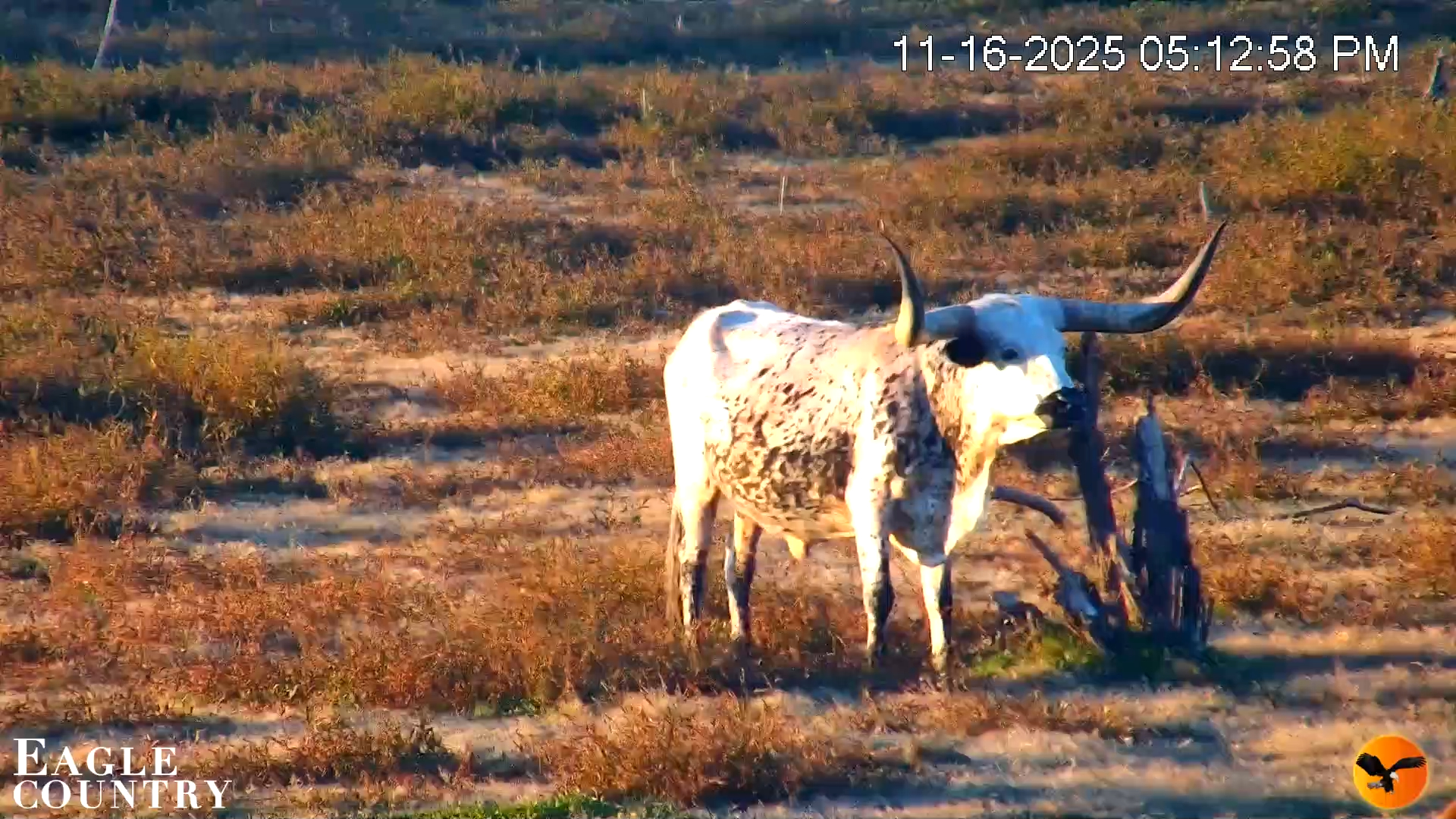 Snapshot of Southwest Florida River Wildlife Live Cams taken Nov 16, 2025, 8:17pm EST
