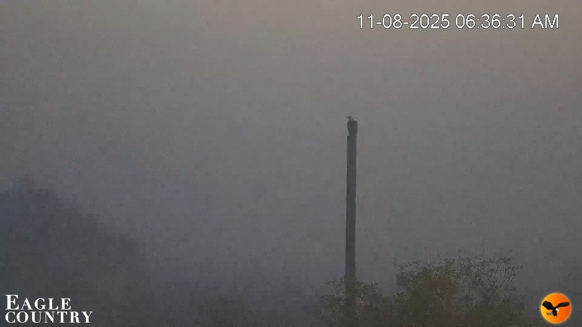 Snapshot of Southwest Florida River Wildlife Live Cams taken Nov 8, 2025, 7:11am EST