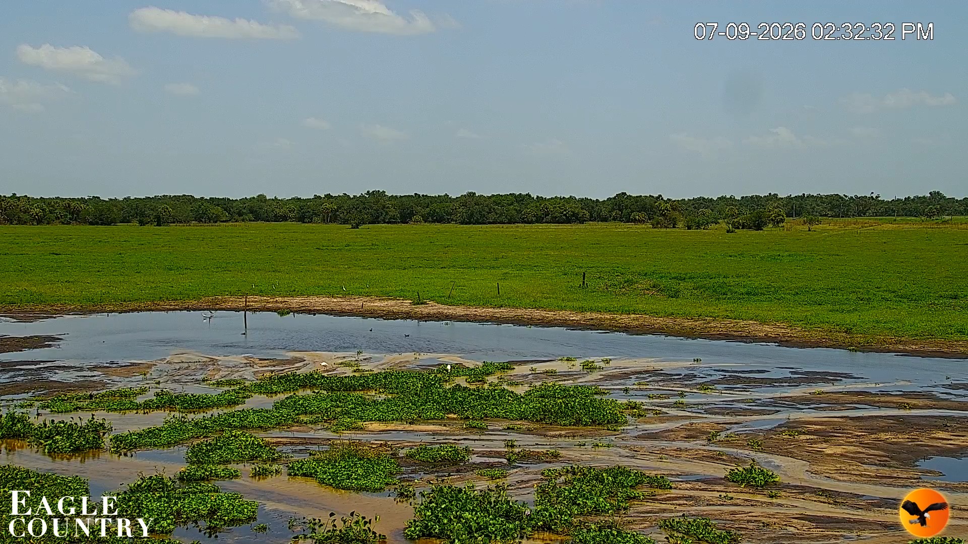 Snapshot of Southwest Florida River Wildlife Live Cams taken Jul 9, 2026, 2:33pm EDT