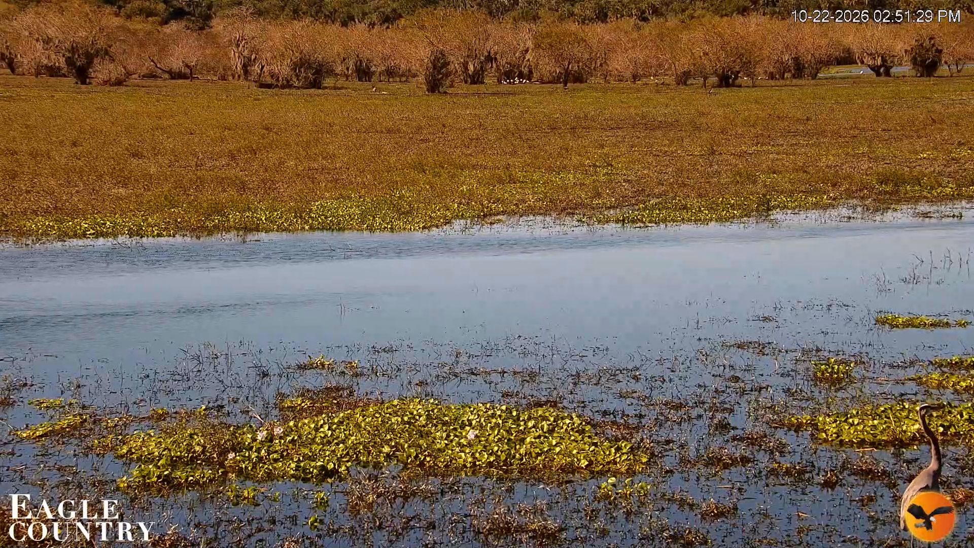 Snapshot of Southwest Florida River Wildlife Live Cams taken Oct 22, 2026, 2:51pm EDT