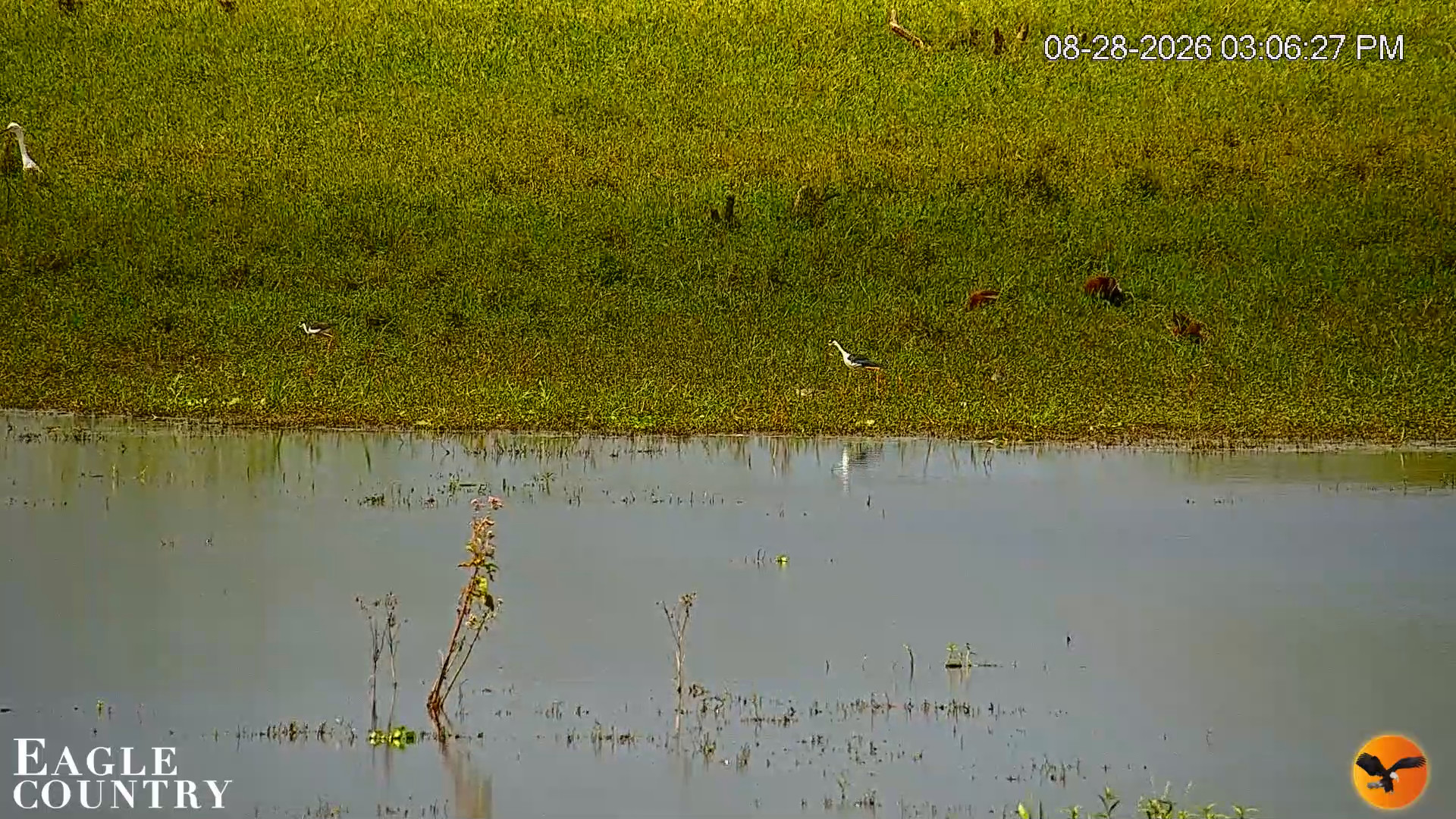 Snapshot of Southwest Florida River Wildlife Live Cams taken Aug 28, 2026, 3:08pm EDT
