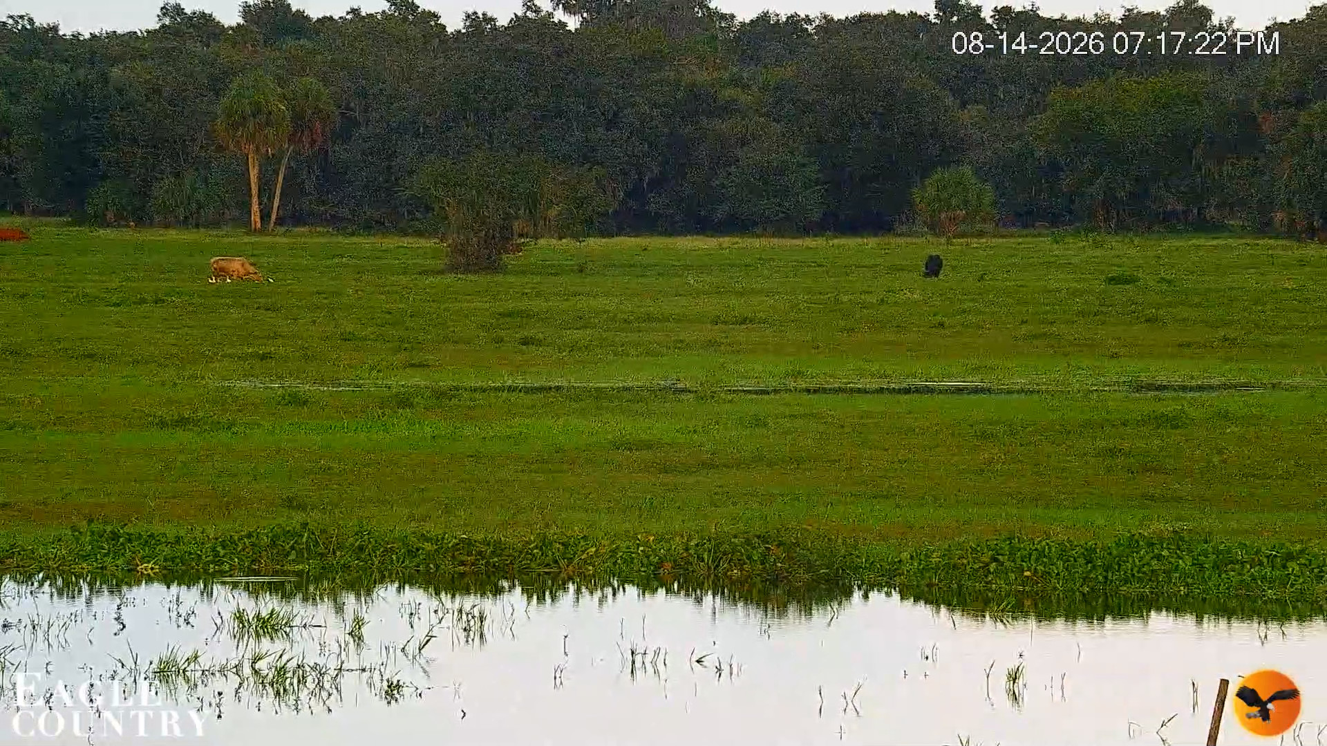Snapshot of Southwest Florida River Wildlife Live Cams taken Aug 14, 2026, 7:18pm EDT