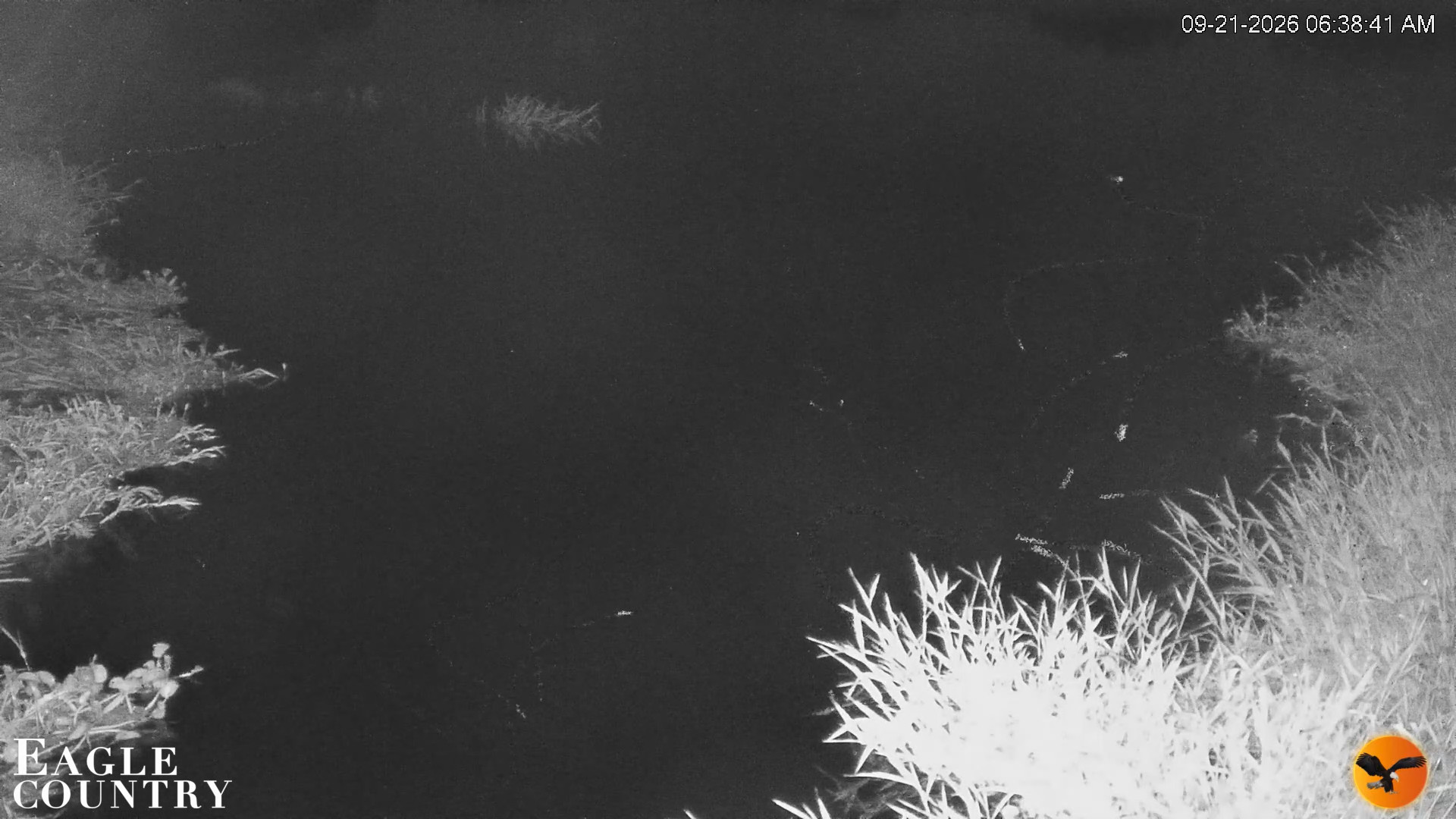Snapshot of Southwest Florida River Wildlife Live Cams taken Sep 21, 2026, 6:38am EDT
