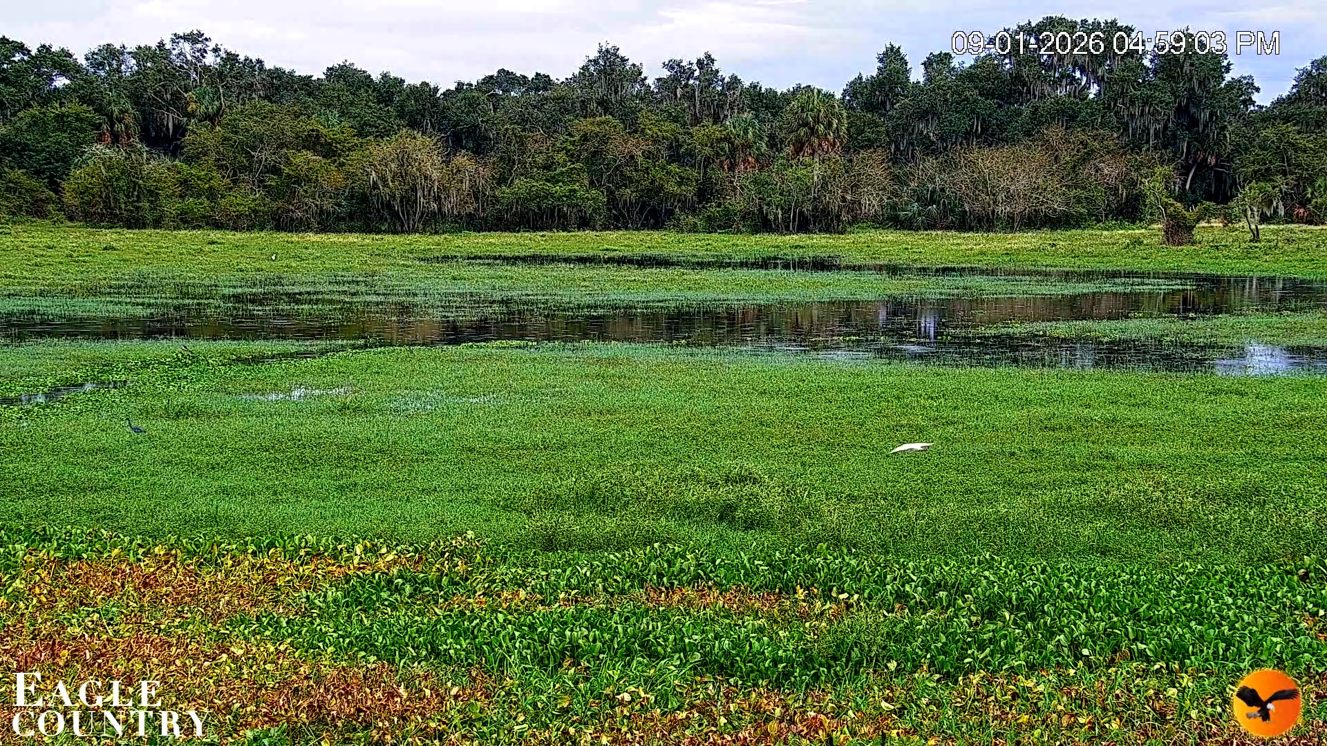 Snapshot of Southwest Florida River Wildlife Live Cams taken Sep 1, 2026, 4:59pm EDT
