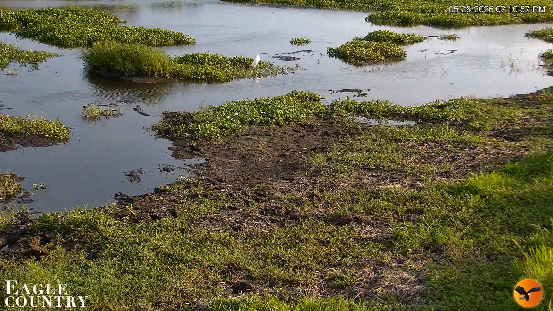 Snapshot of Southwest Florida River Wildlife Live Cams taken Jun 28, 2026, 7:11pm EDT