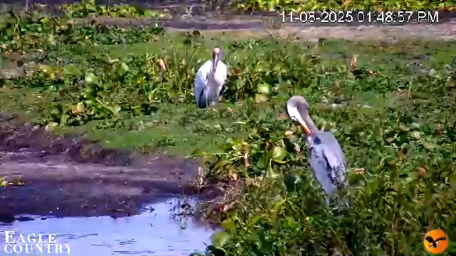 Snapshot of Southwest Florida River Wildlife Live Cams taken Nov 8, 2025, 1:49pm EST