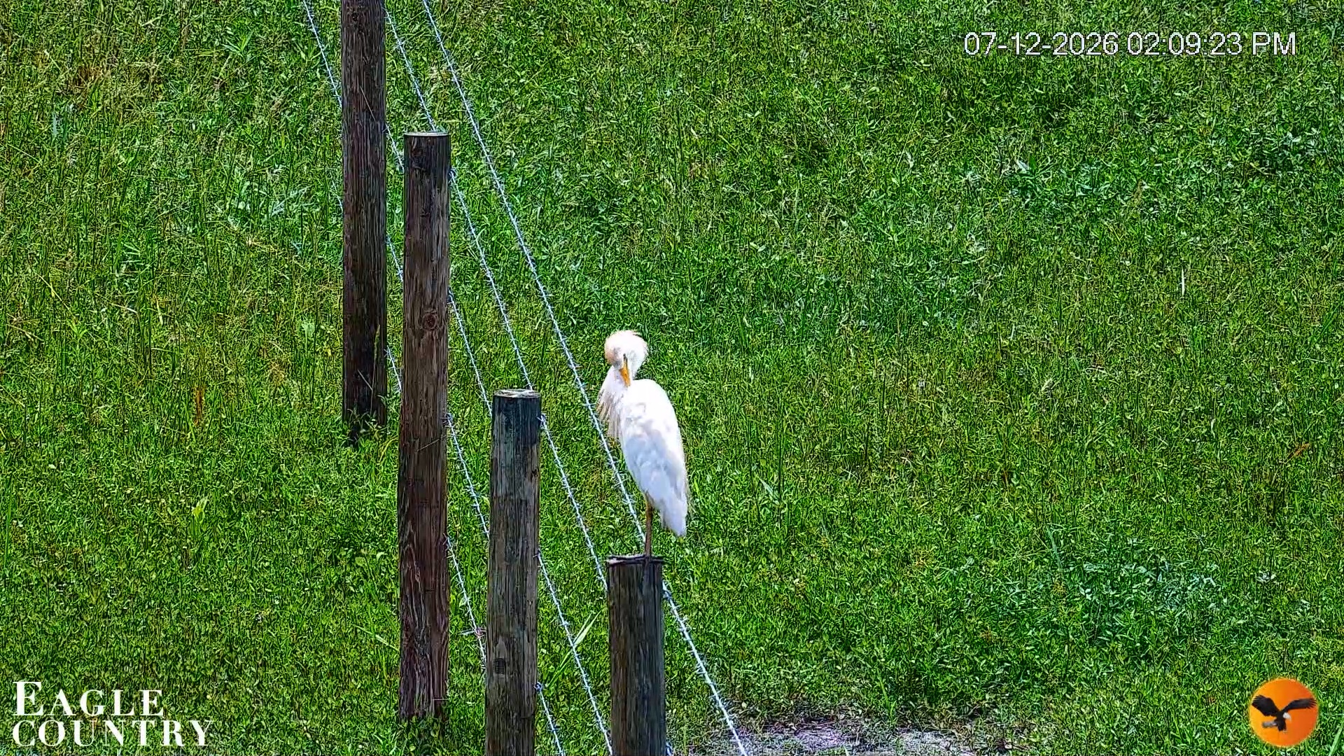 Snapshot of Southwest Florida River Wildlife Live Cams taken Jul 12, 2026, 2:11pm EDT