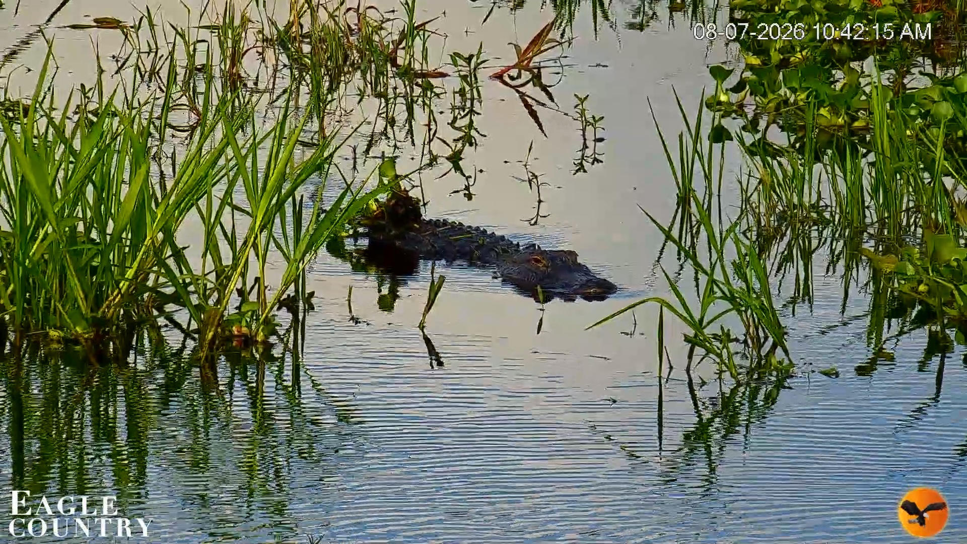 Snapshot of Southwest Florida River Wildlife Live Cams taken Aug 7, 2026, 10:43am EDT