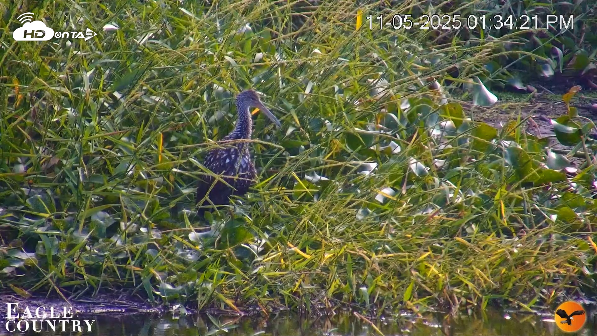 Snapshot of Southwest Florida River Wildlife Live Cams taken Nov 5, 2025, 2:32pm EST