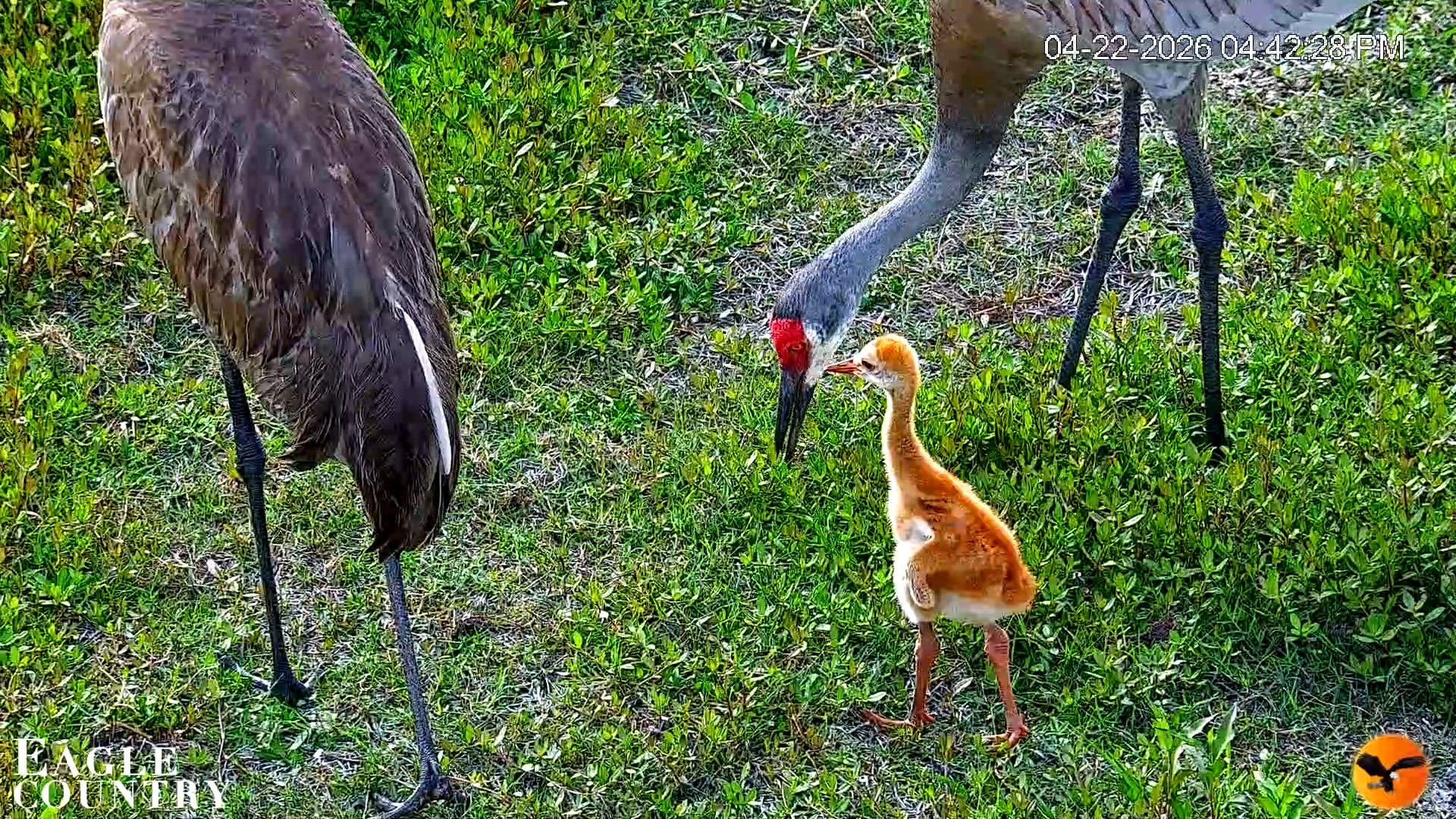 Snapshot of Southwest Florida River Wildlife Live Cams taken Apr 22, 2026, 8:18pm EDT