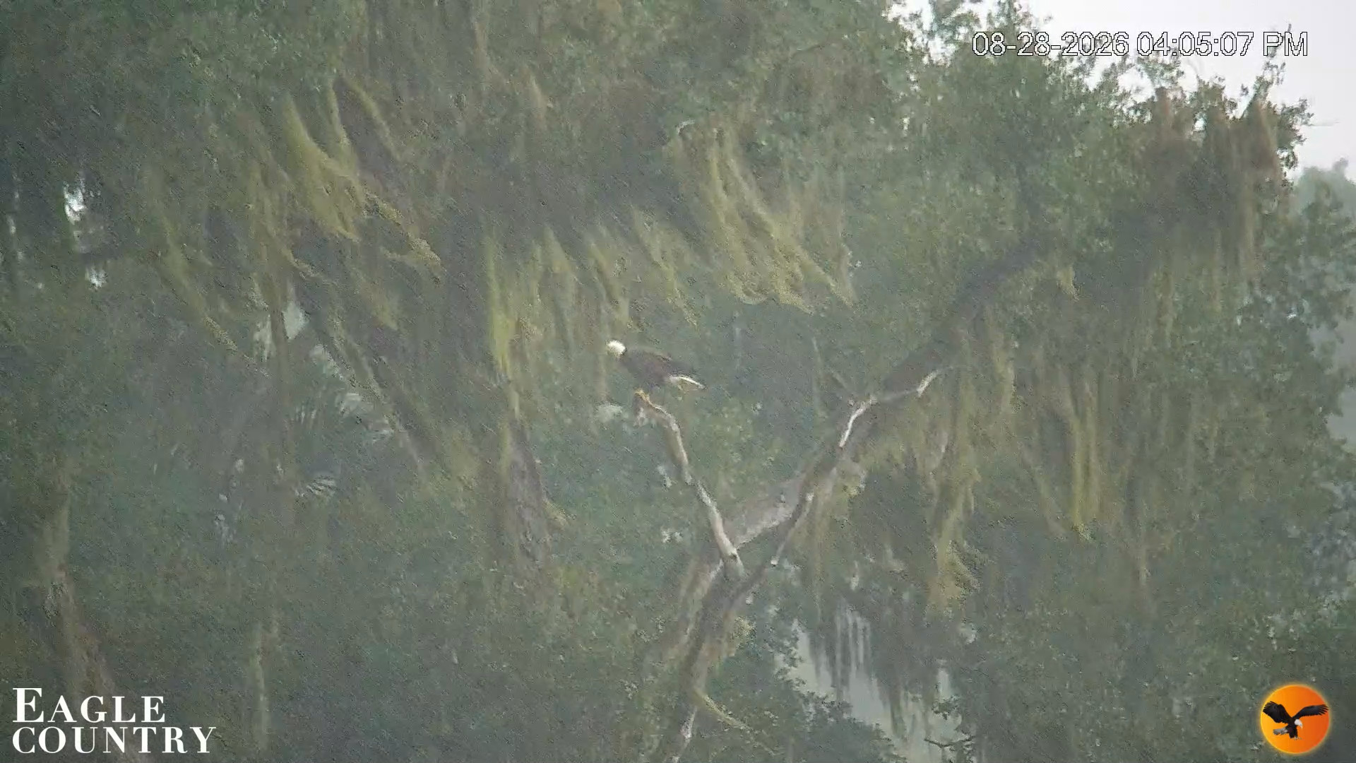 Snapshot of Southwest Florida River Wildlife Live Cams taken Aug 28, 2026, 4:06pm EDT