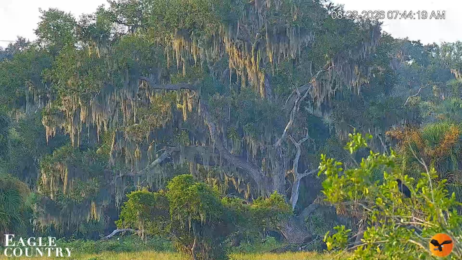 Snapshot of Southwest Florida River Wildlife Live Cams taken Aug 22, 2026, 7:44am EDT