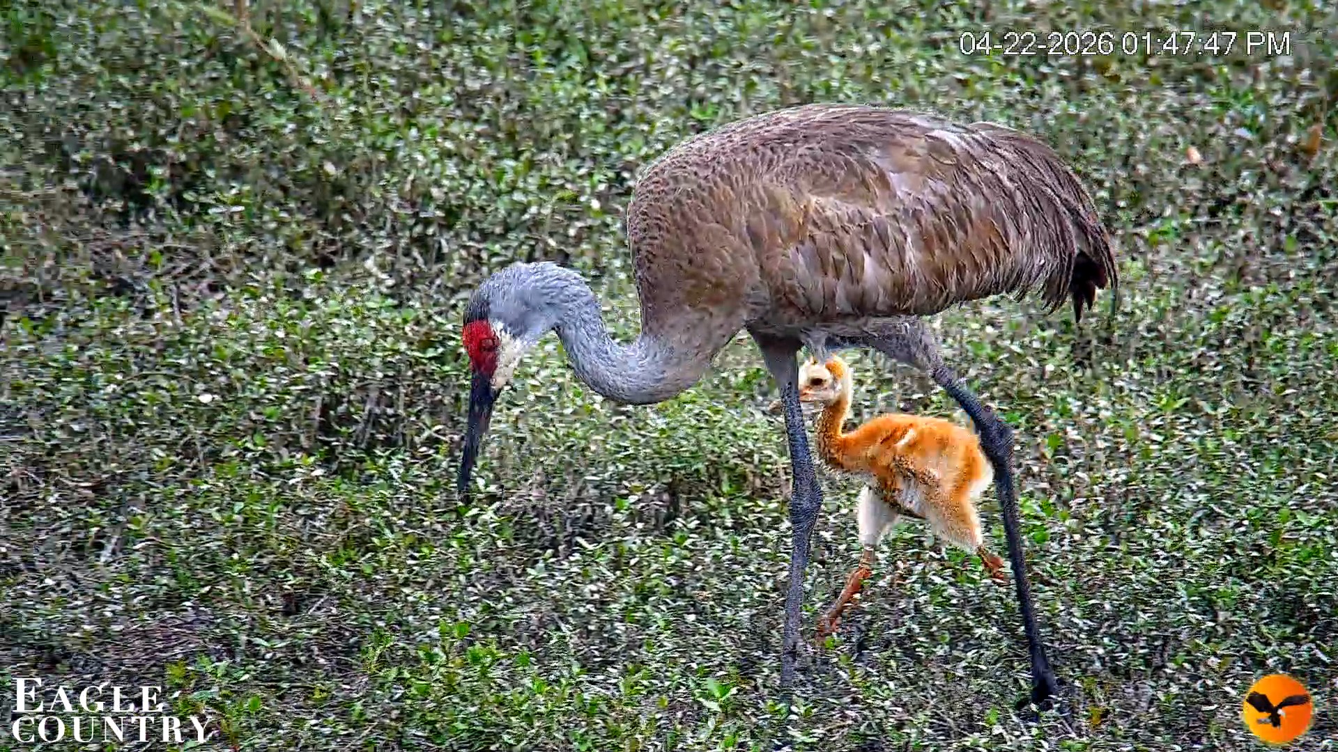 Snapshot of Southwest Florida River Wildlife Live Cams taken Apr 22, 2026, 1:48pm EDT