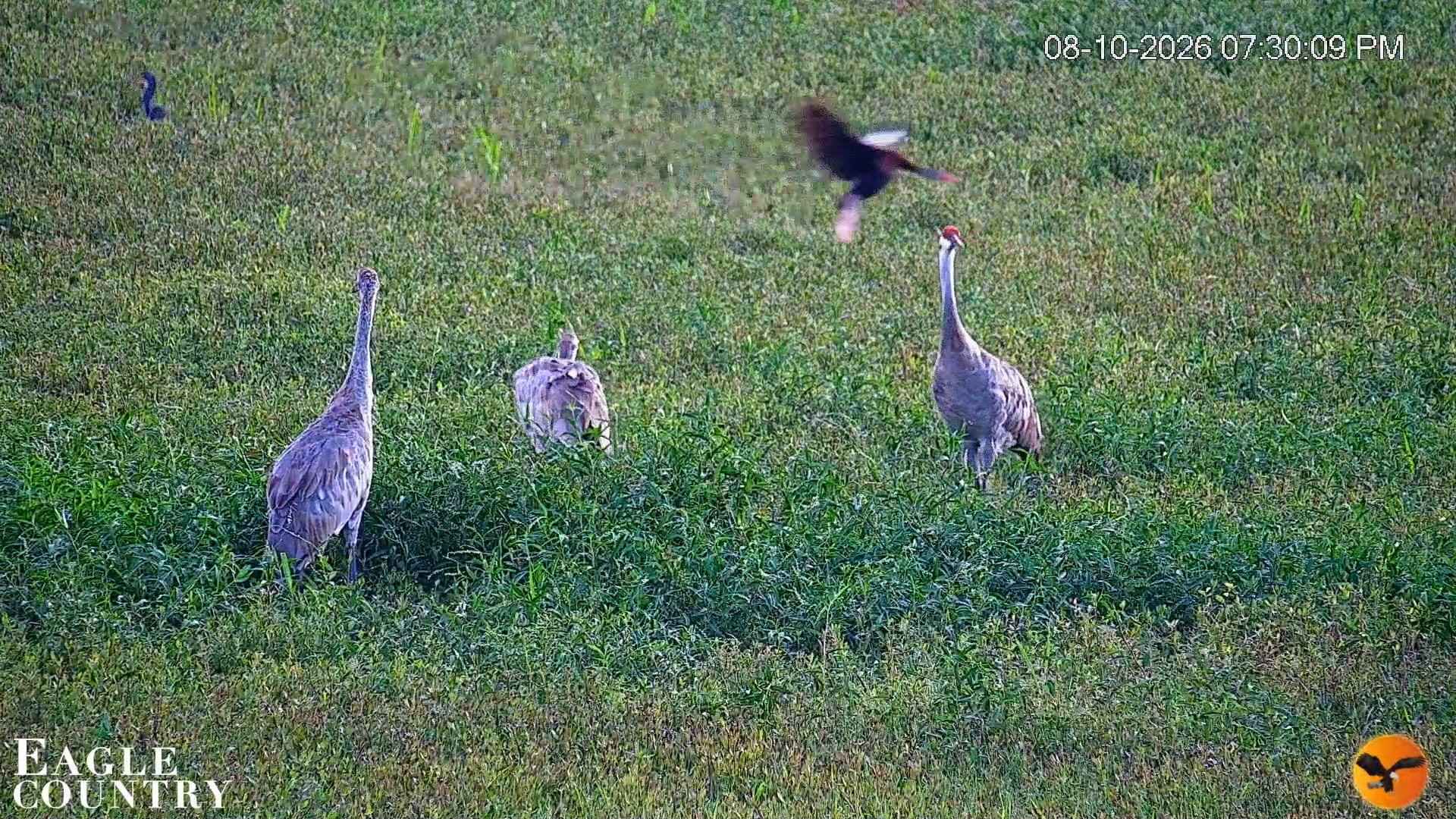 Snapshot of Southwest Florida River Wildlife Live Cams taken Aug 10, 2026, 7:31pm EDT