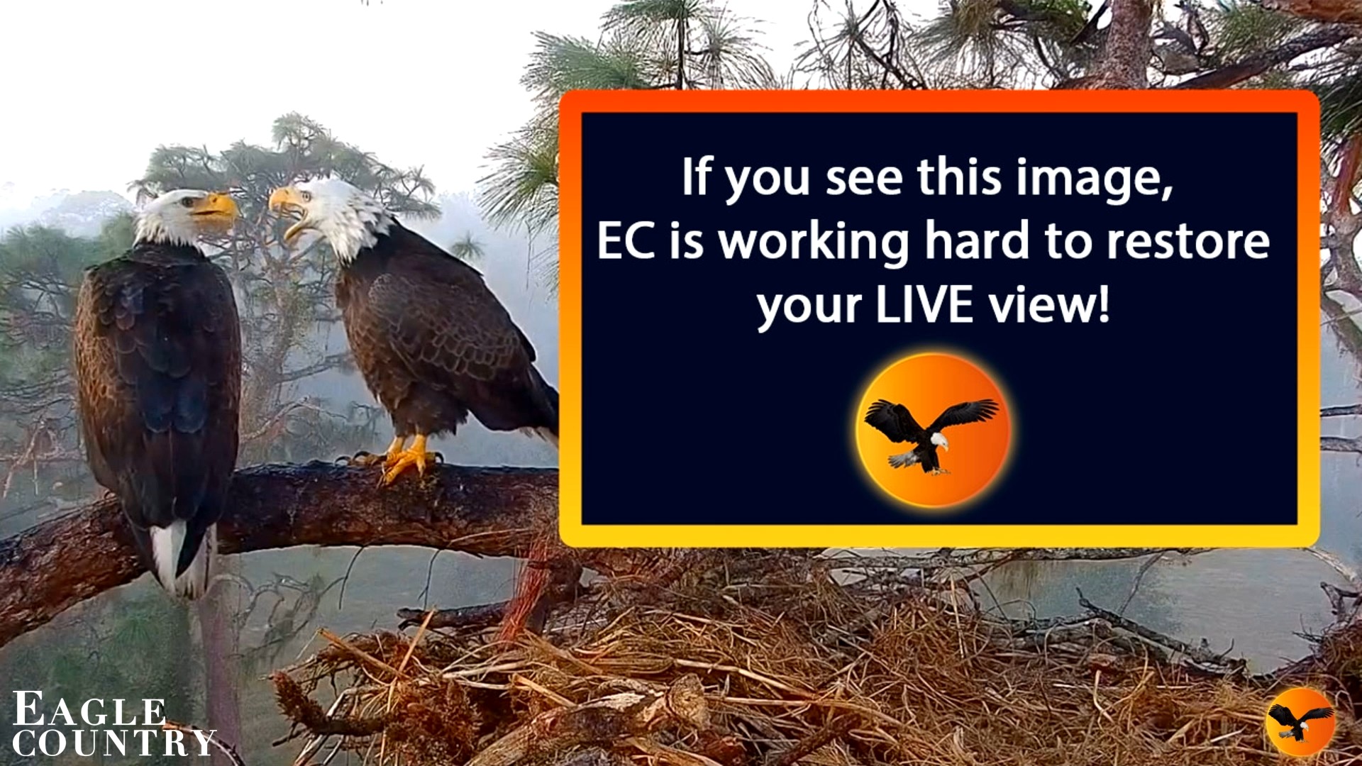 Snapshot of Southwest Florida River Wildlife Live Cams taken Aug 21, 2026, 9:49am EDT