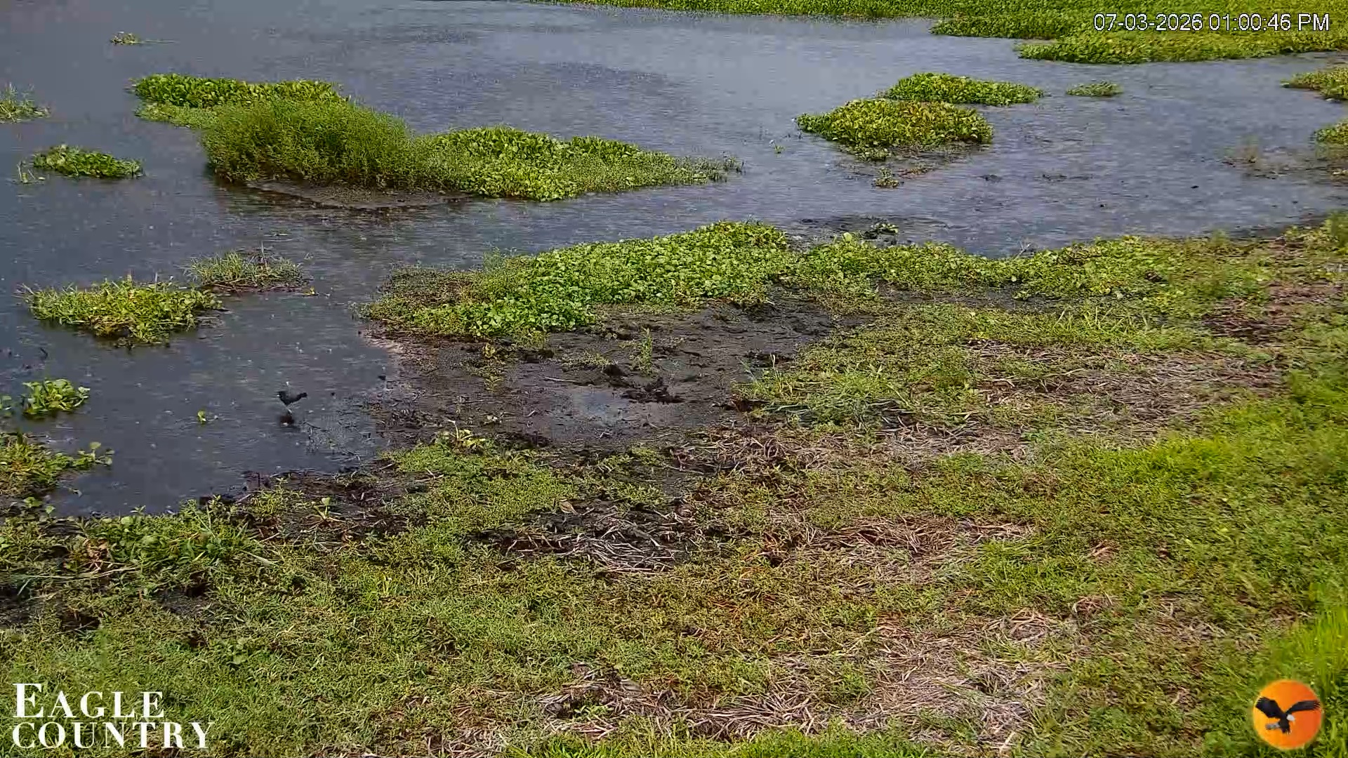 Snapshot of Southwest Florida River Wildlife Live Cams taken Jul 3, 2026, 1:01pm EDT