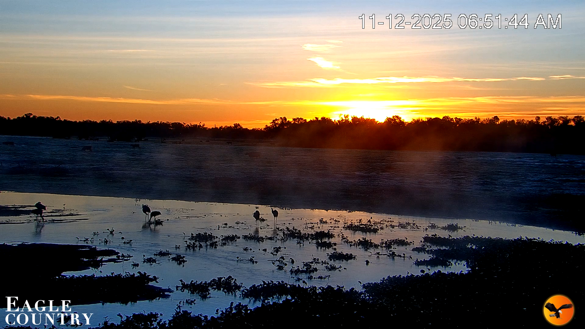 Snapshot of Southwest Florida River Wildlife Live Cams taken Nov 12, 2025, 6:52am EST