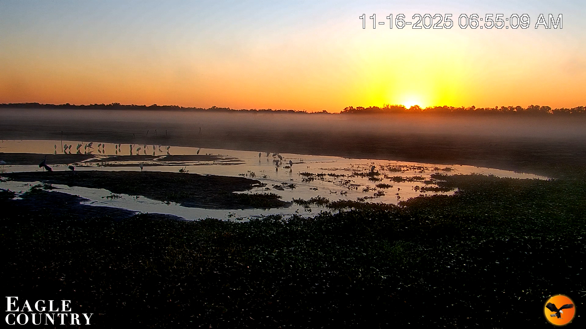 Snapshot of Southwest Florida River Wildlife Live Cams taken Nov 16, 2025, 6:56am EST
