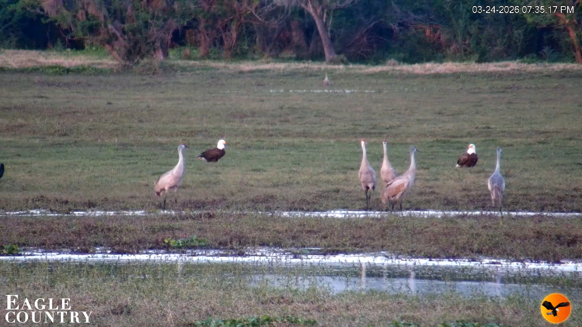 Snapshot of Southwest Florida River Wildlife Live Cams taken Mar 24, 2026, 7:44pm EDT