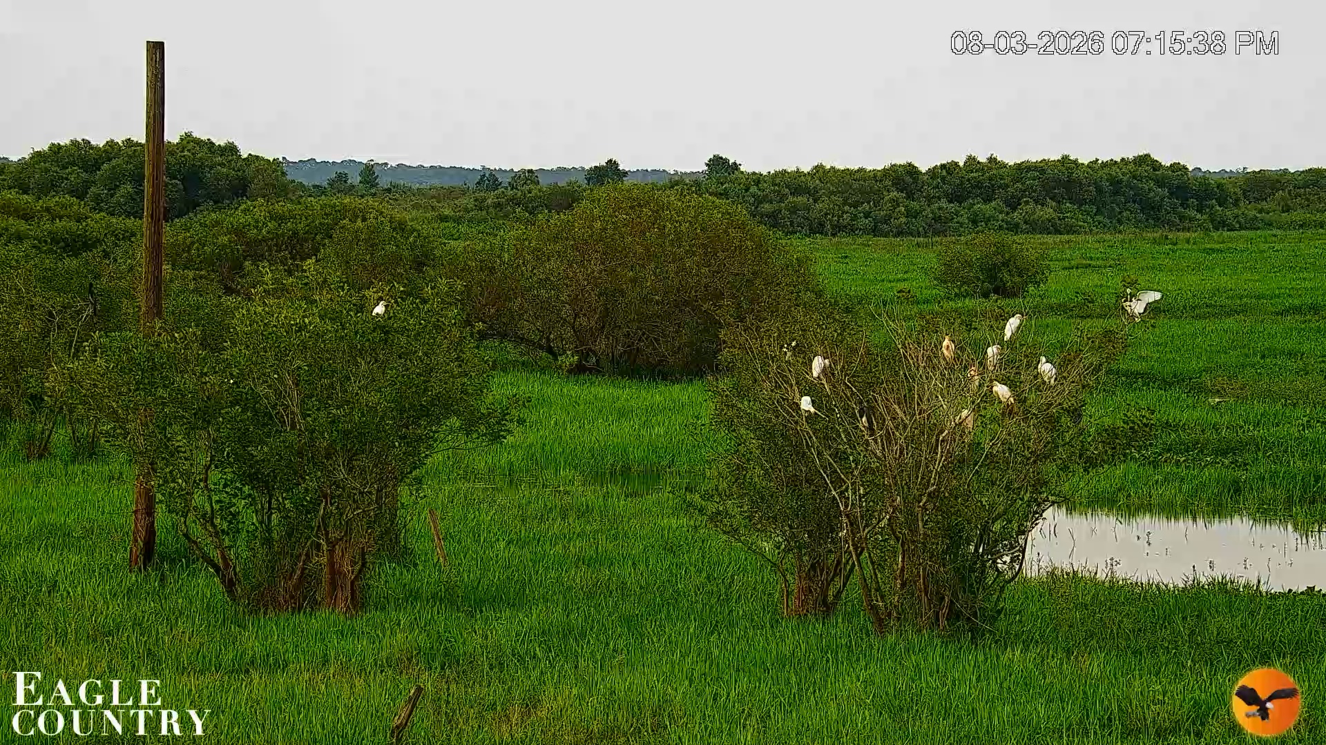 Snapshot of Southwest Florida River Wildlife Live Cams taken Aug 3, 2026, 7:17pm EDT