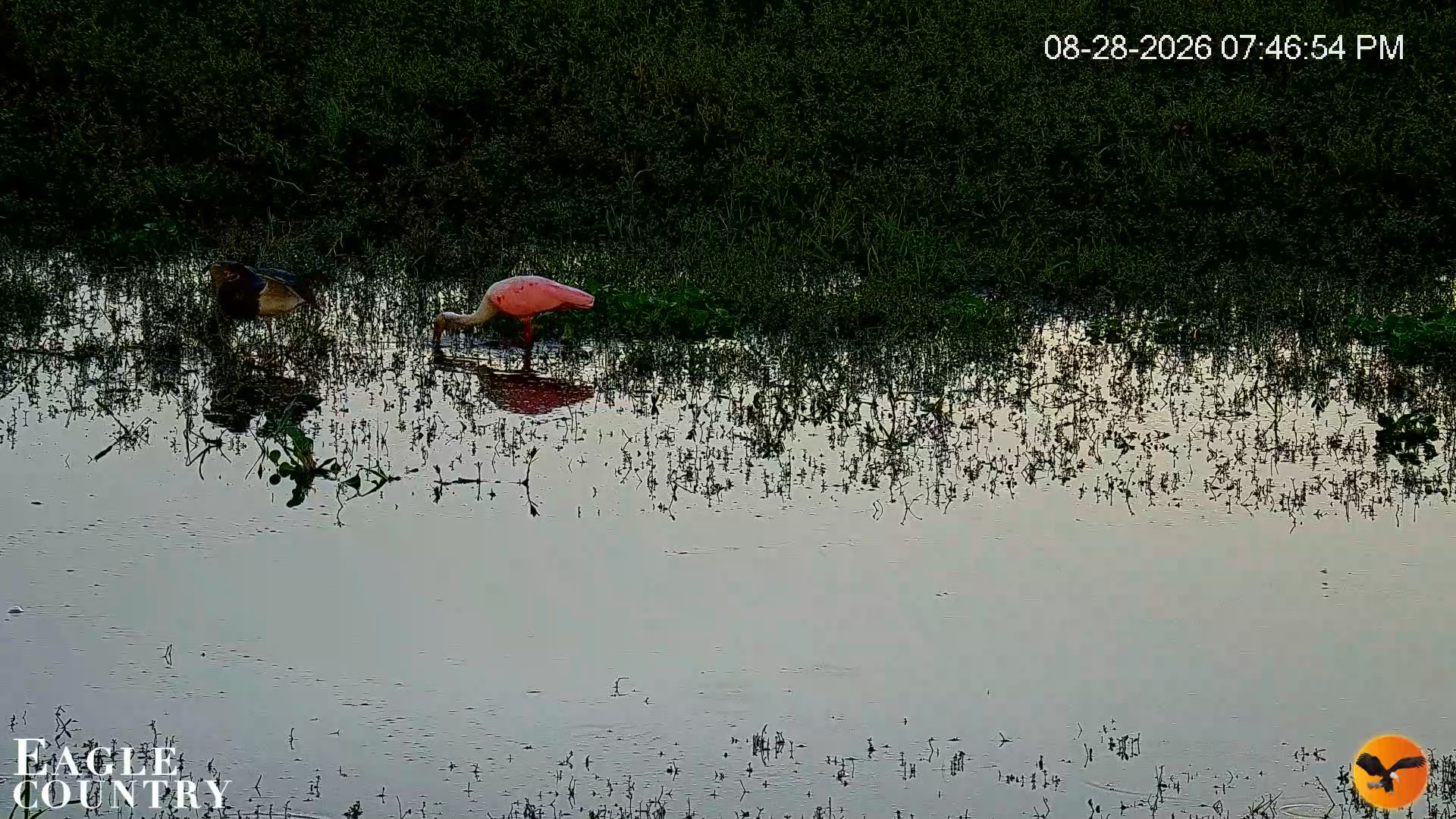Snapshot of Southwest Florida River Wildlife Live Cams taken Aug 28, 2026, 7:47pm EDT