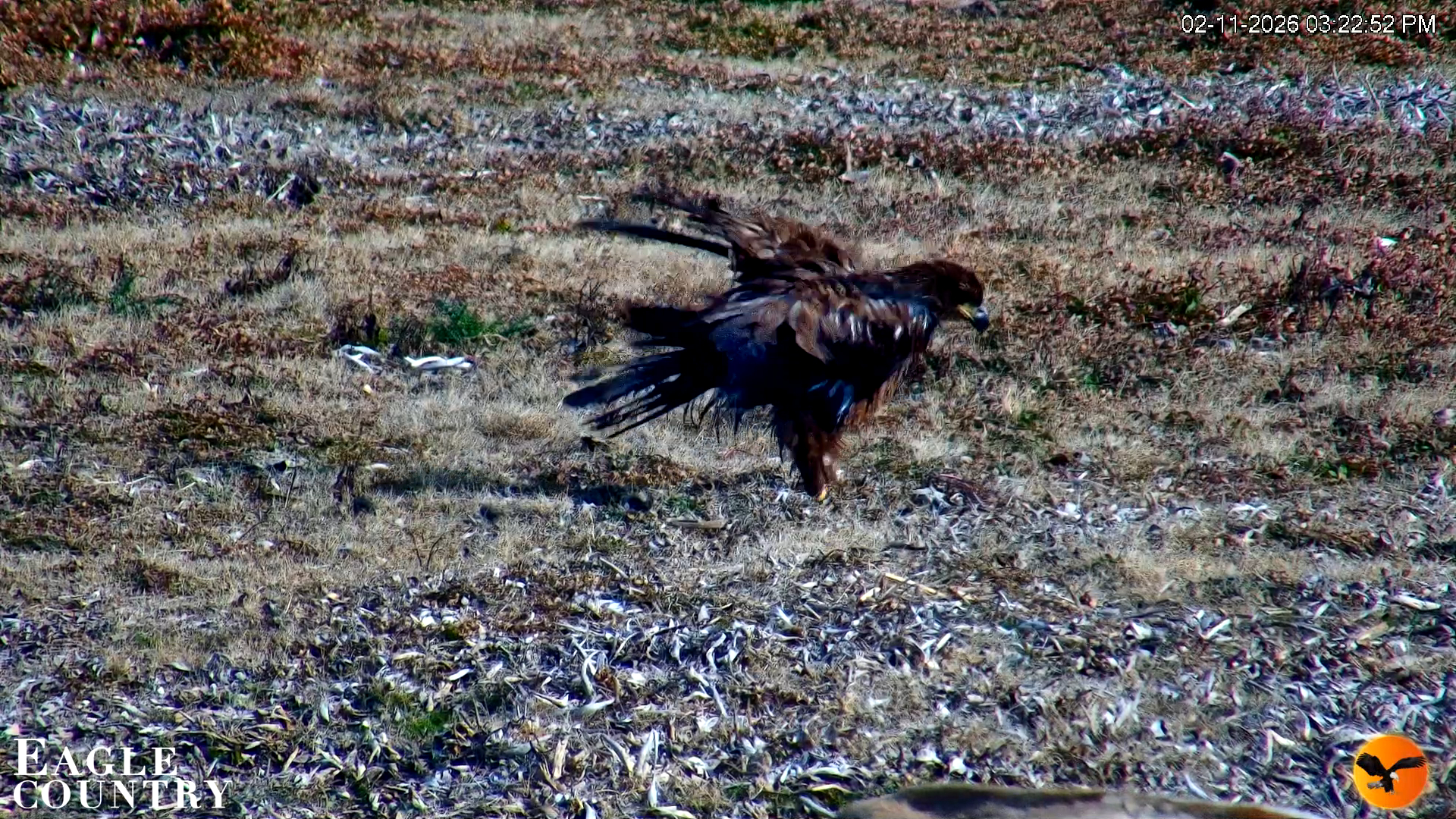 Snapshot of Southwest Florida River Wildlife Live Cams taken Feb 11, 2026, 3:23pm EST