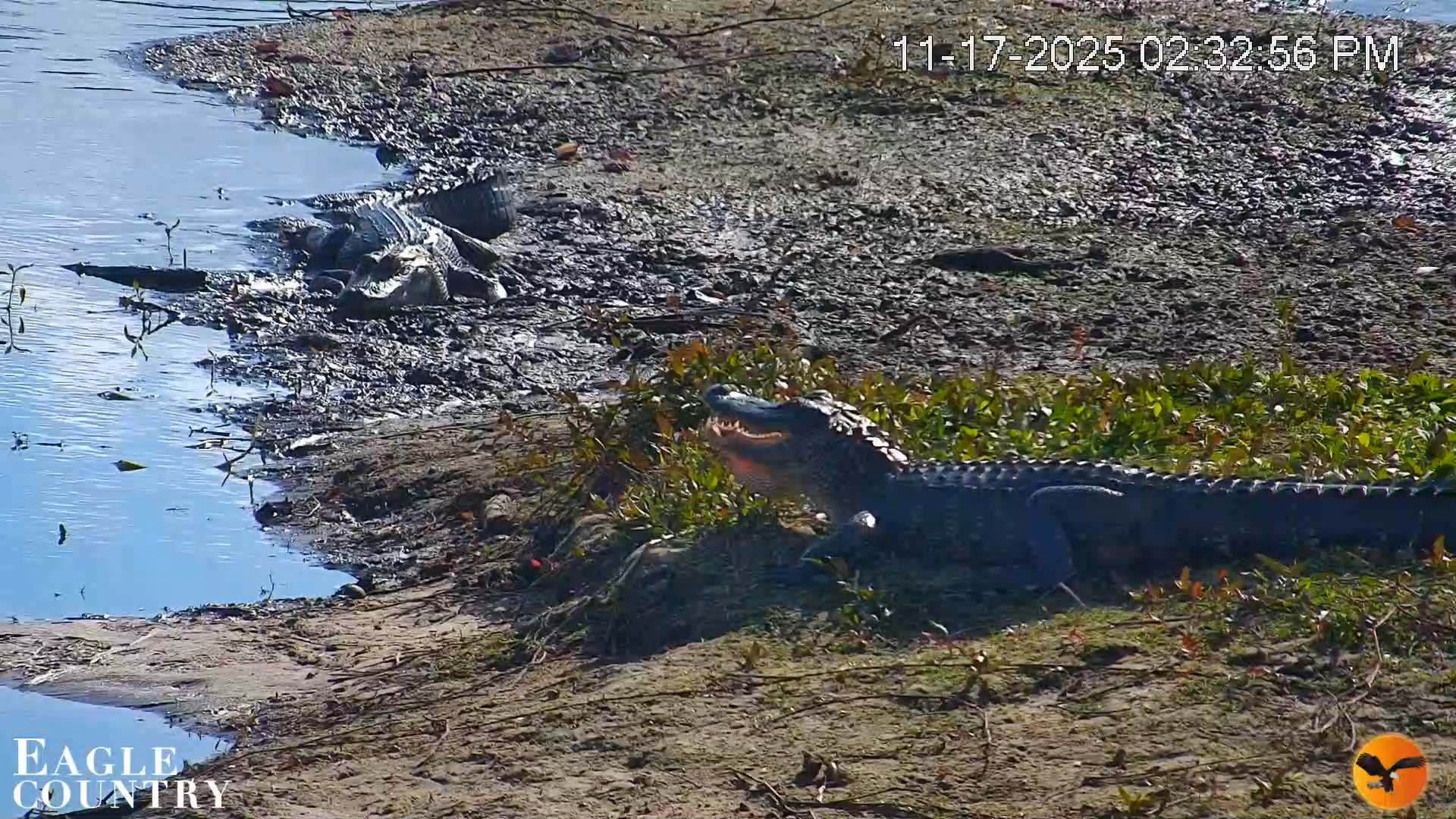 Snapshot of Southwest Florida River Wildlife Live Cams taken Nov 17, 2025, 2:34pm EST