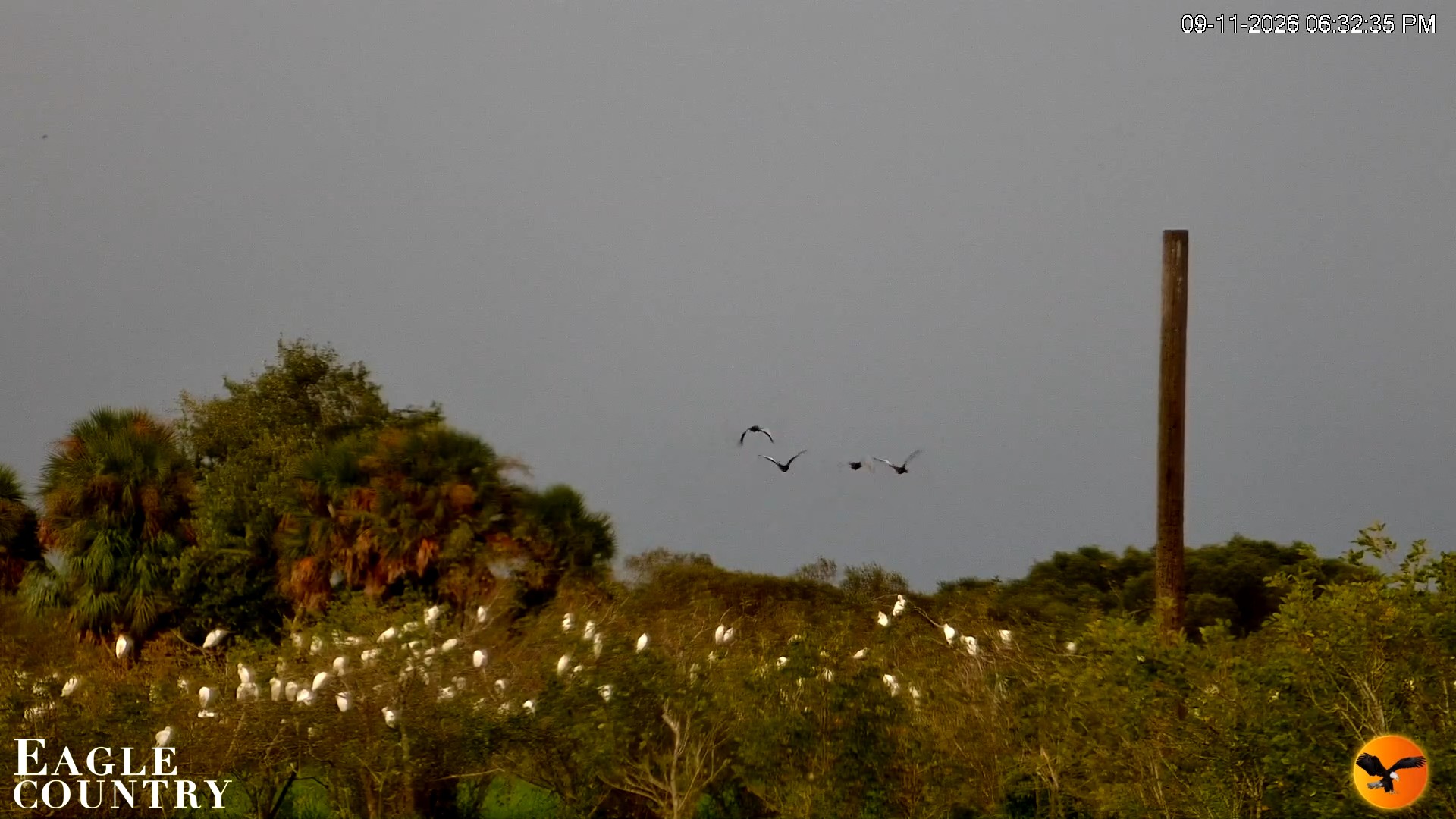 Snapshot of Southwest Florida River Wildlife Live Cams taken Sep 11, 2026, 6:33pm EDT