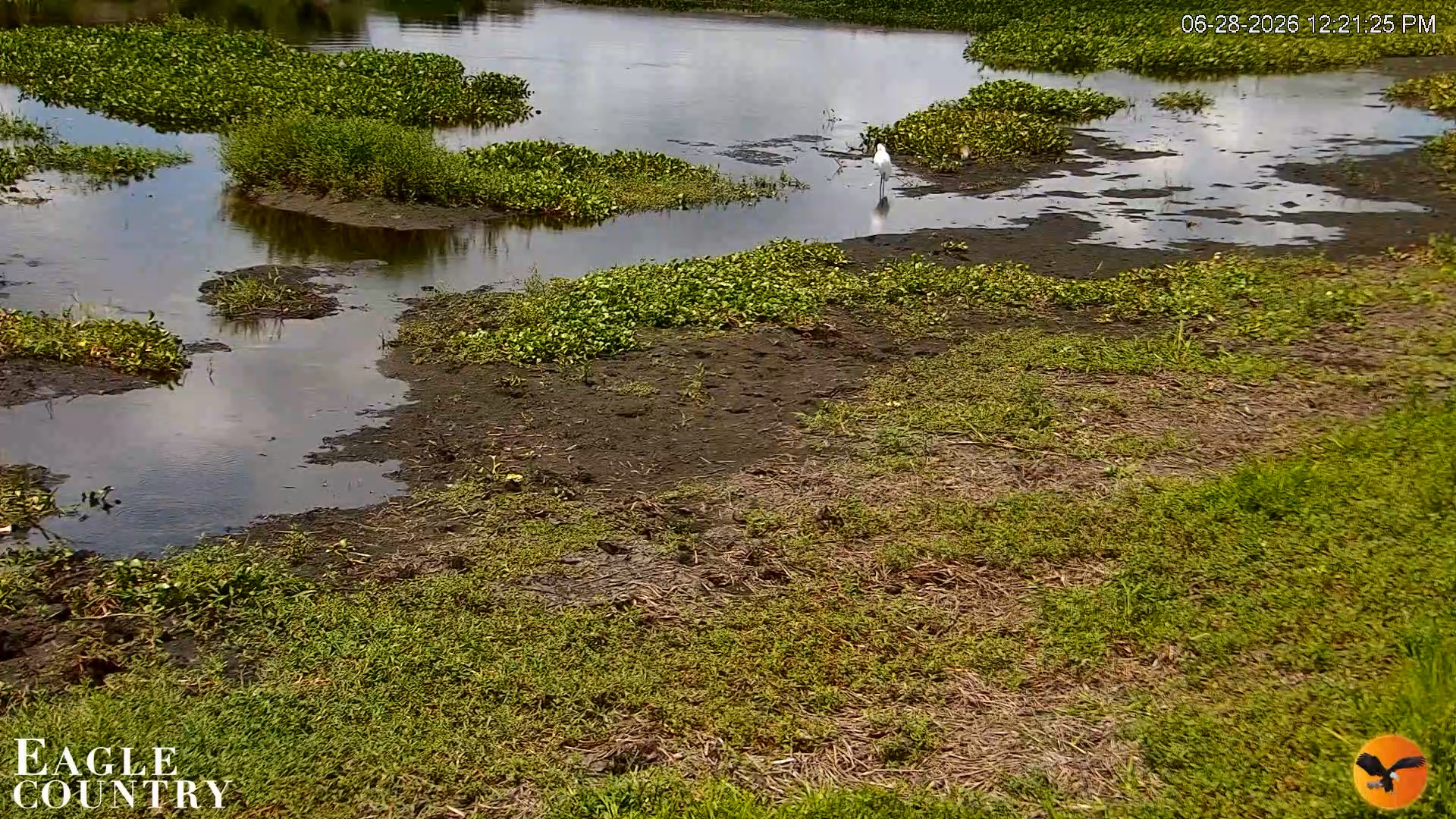 Snapshot of Southwest Florida River Wildlife Live Cams taken Jun 28, 2026, 12:22pm EDT