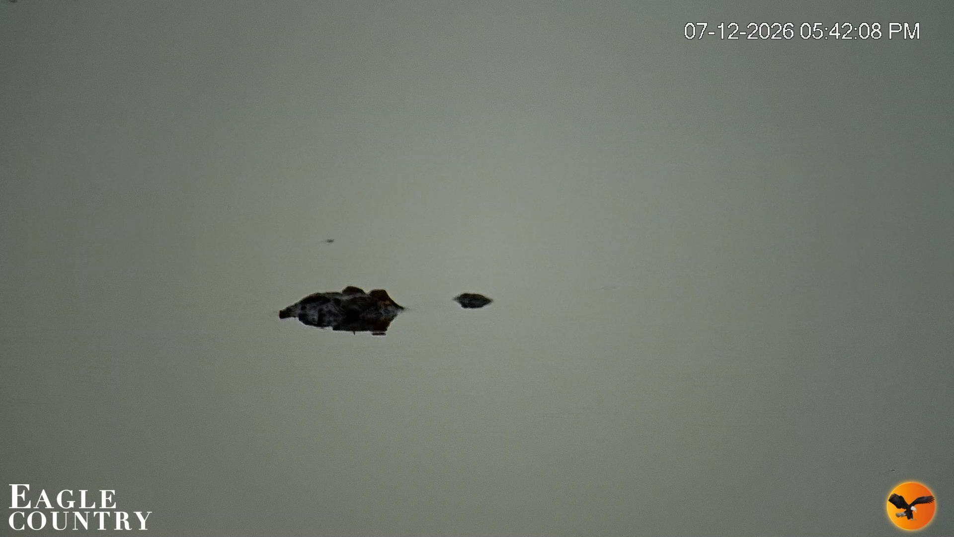 Snapshot of Southwest Florida River Wildlife Live Cams taken Jul 12, 2026, 5:42pm EDT