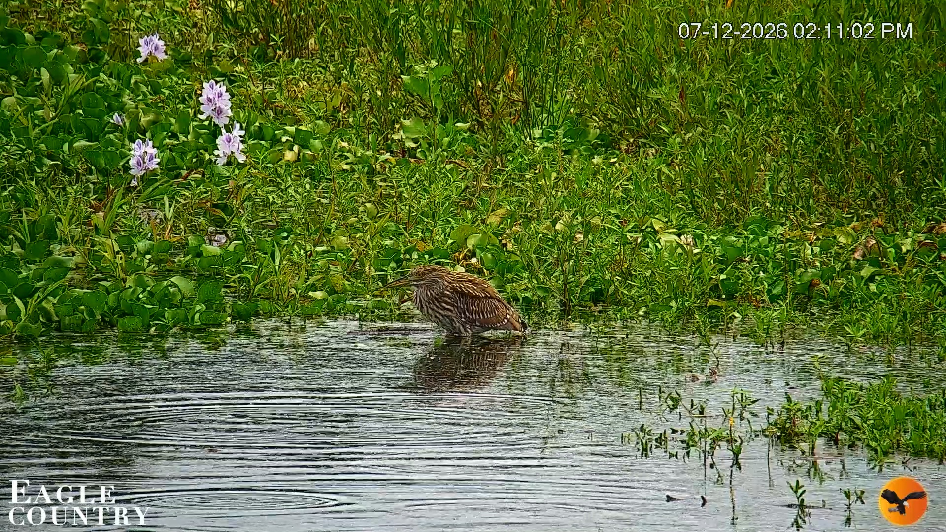 Snapshot of Southwest Florida River Wildlife Live Cams taken Jul 12, 2026, 2:12pm EDT