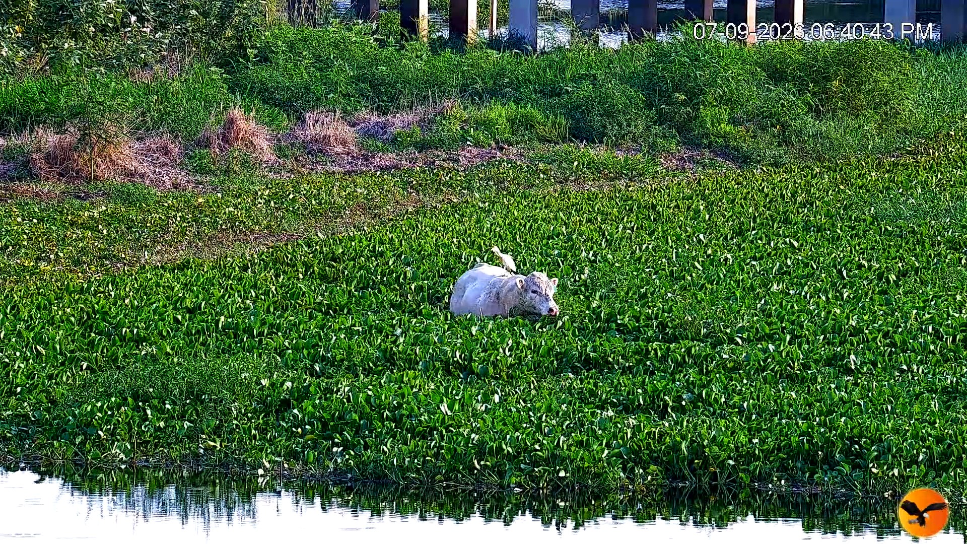 Snapshot of Southwest Florida River Wildlife Live Cams taken Jul 9, 2026, 6:41pm EDT