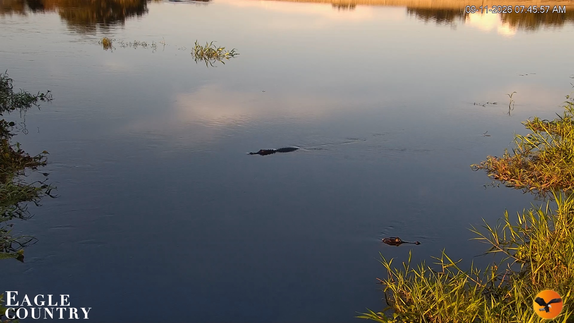 Snapshot of Southwest Florida River Wildlife Live Cams taken Sep 11, 2026, 10:40am EDT